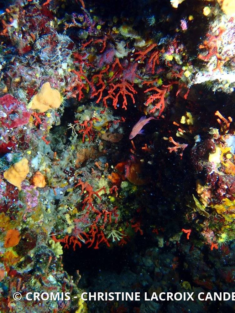 Corail rouge de Méditerranée