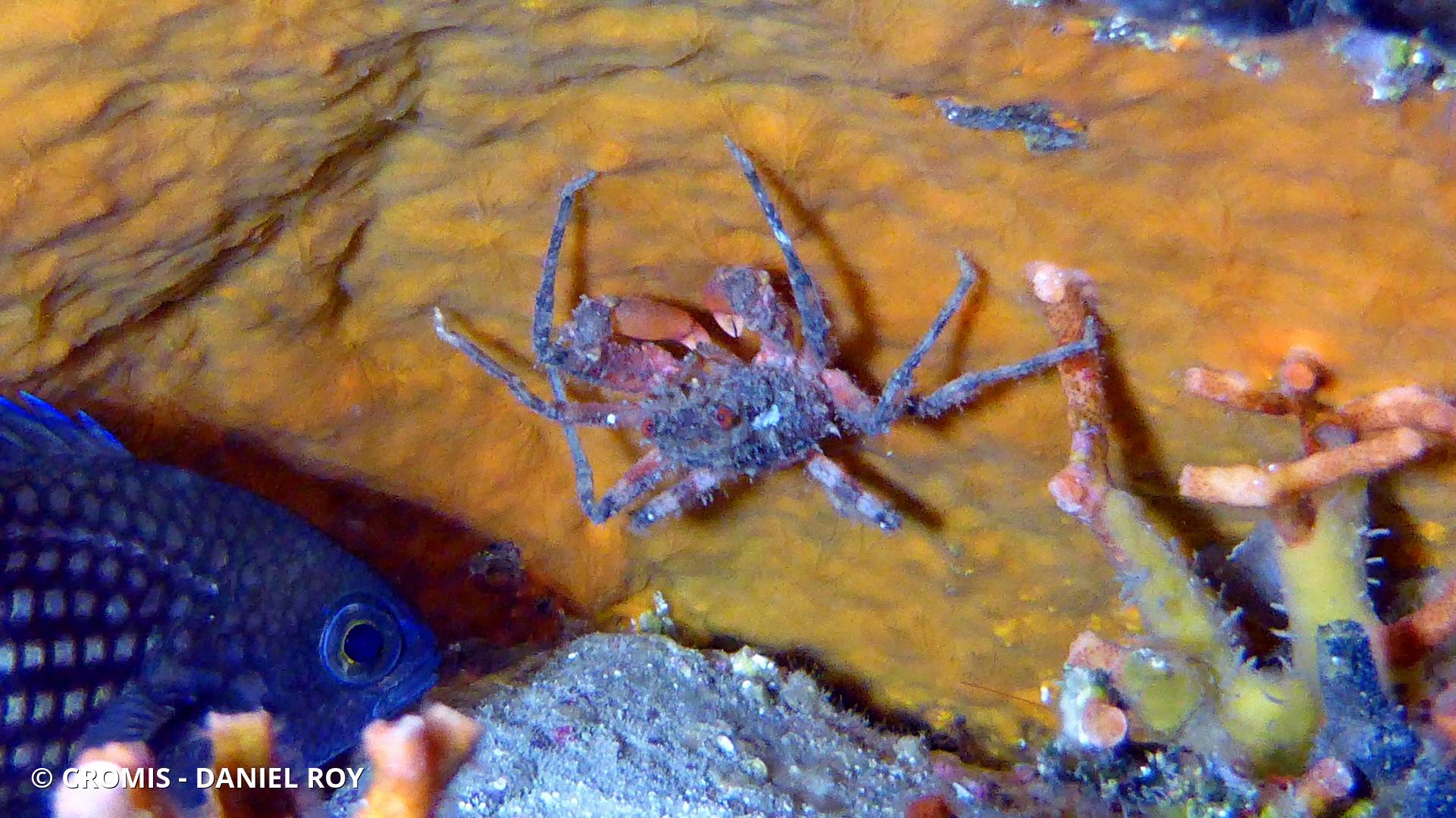 Araignée de mer ridée