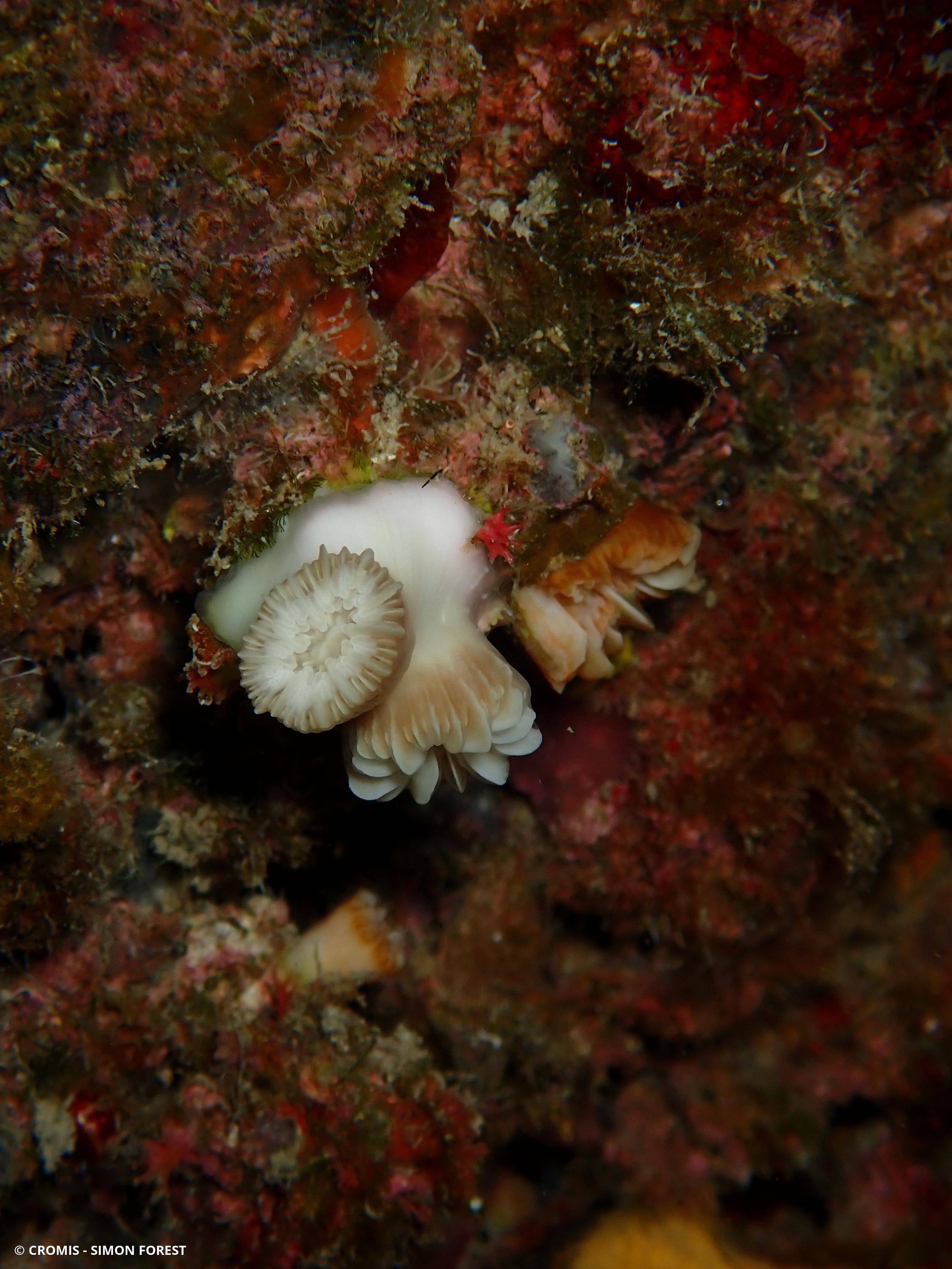 Corail nain