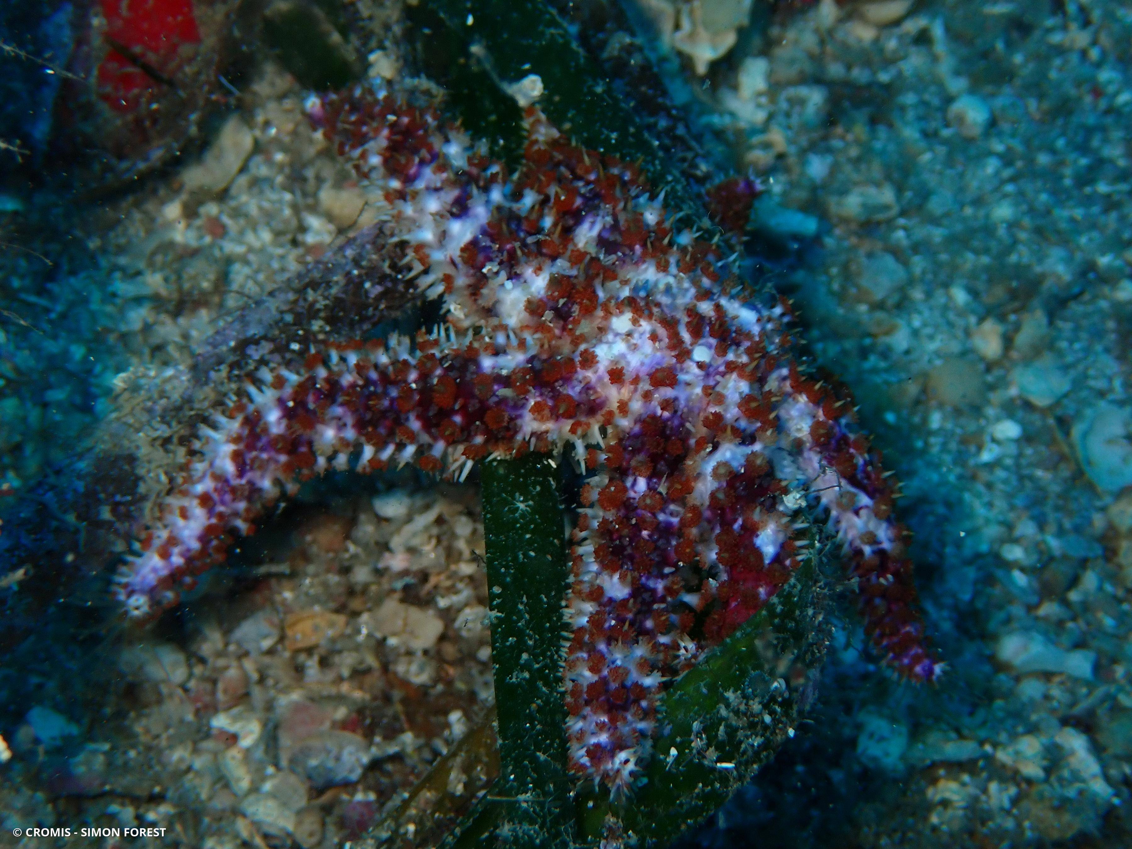 Etoile de mer épineuse