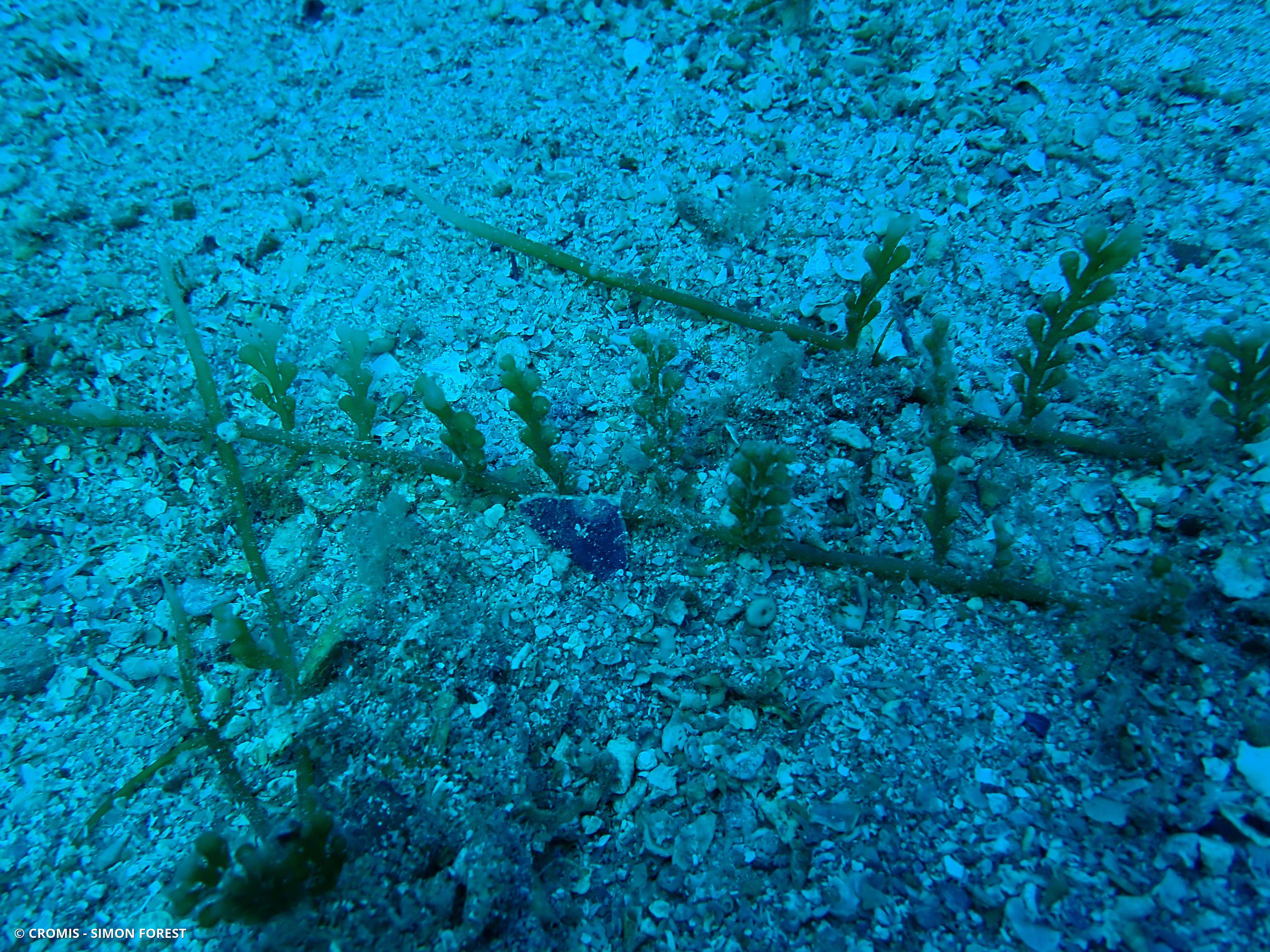 Caulerpe cylindracée