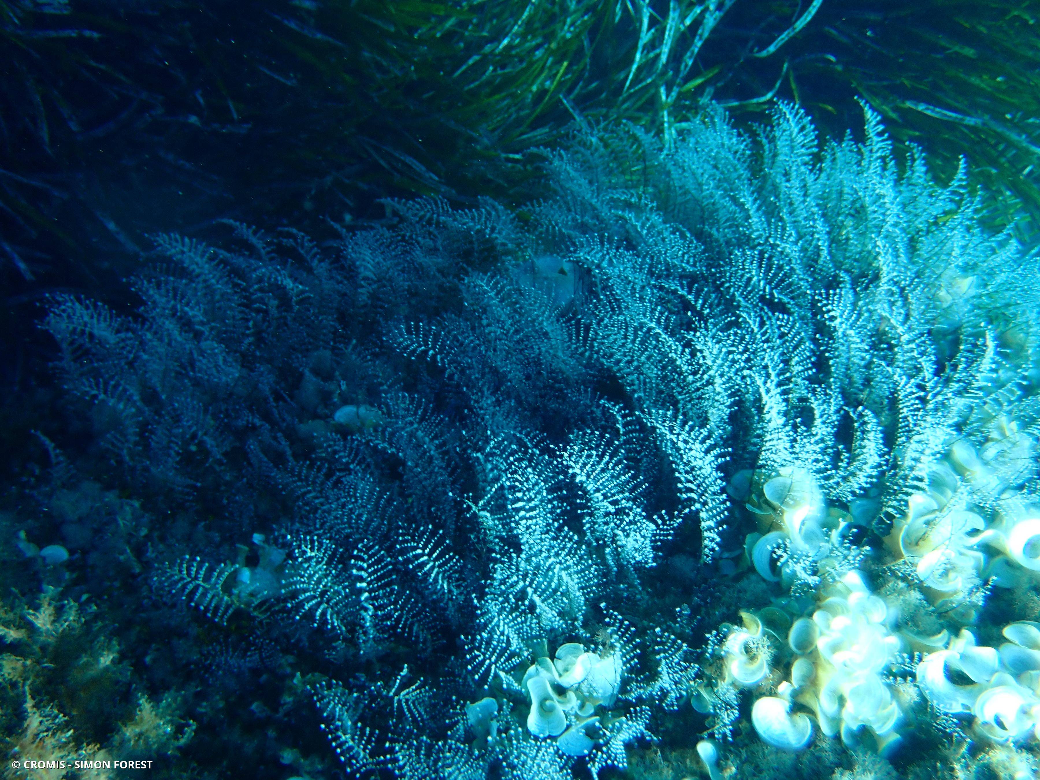 Hydraire des amarres
