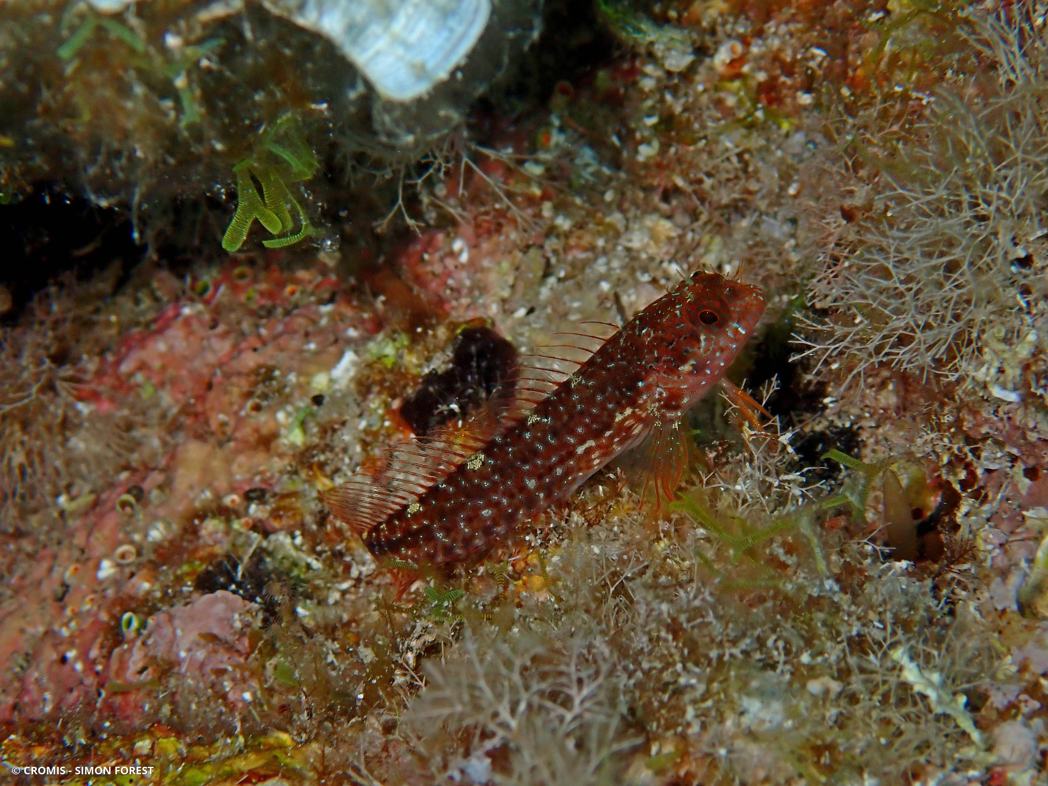Blennie de Zvonimir