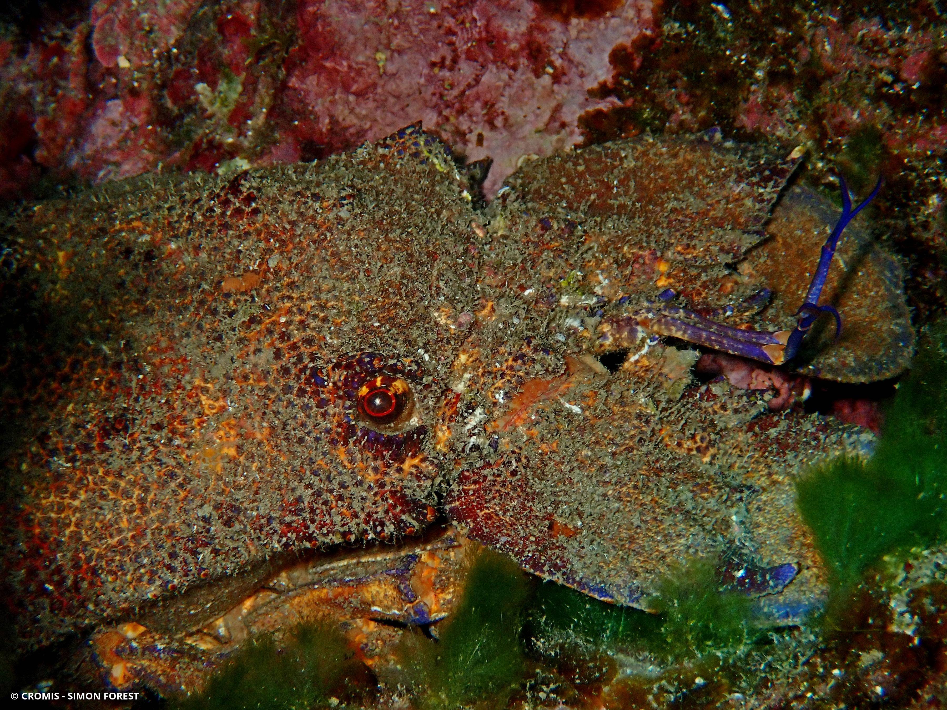 Grande cigale de mer