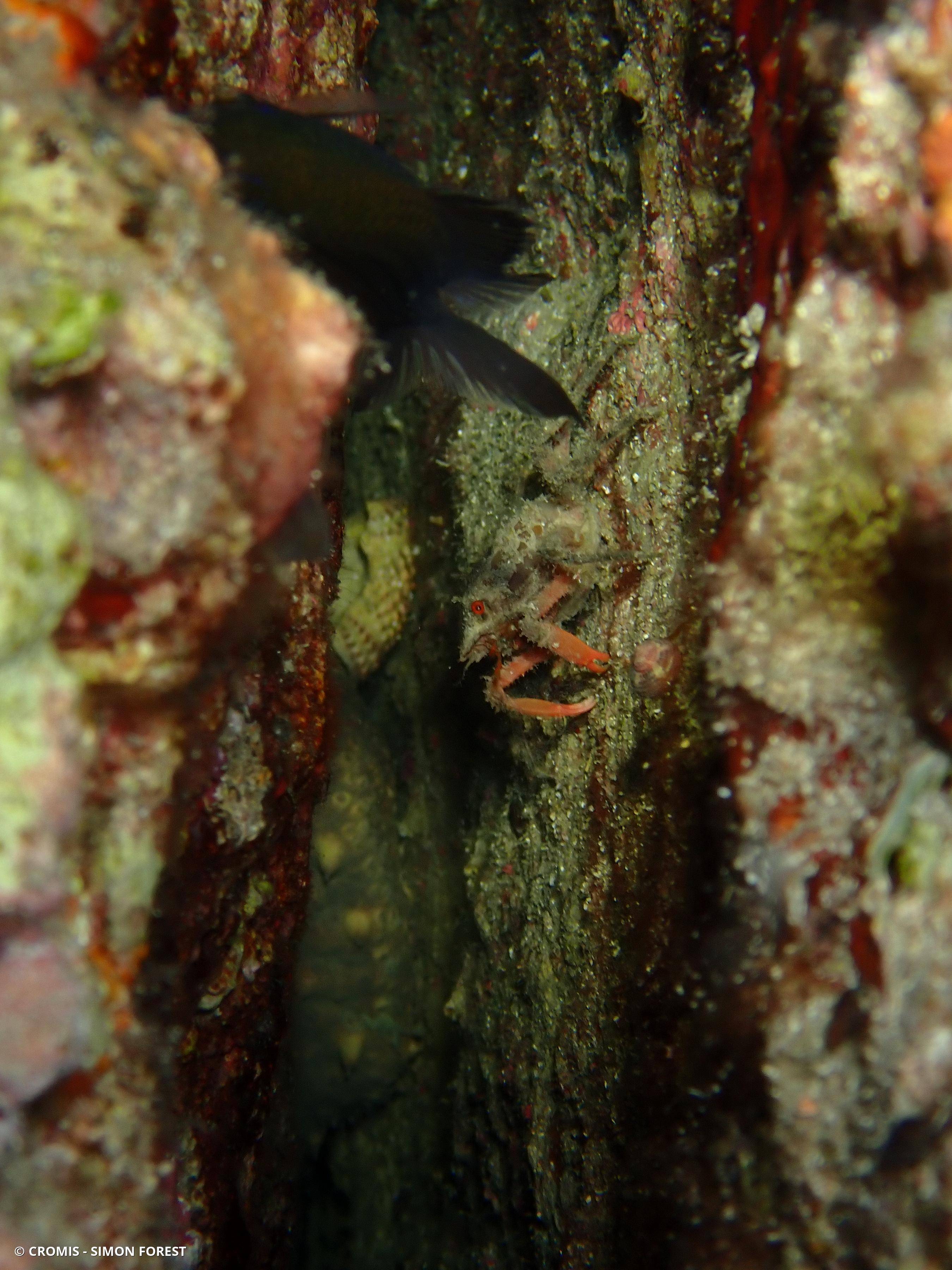 Araignée de mer ridée