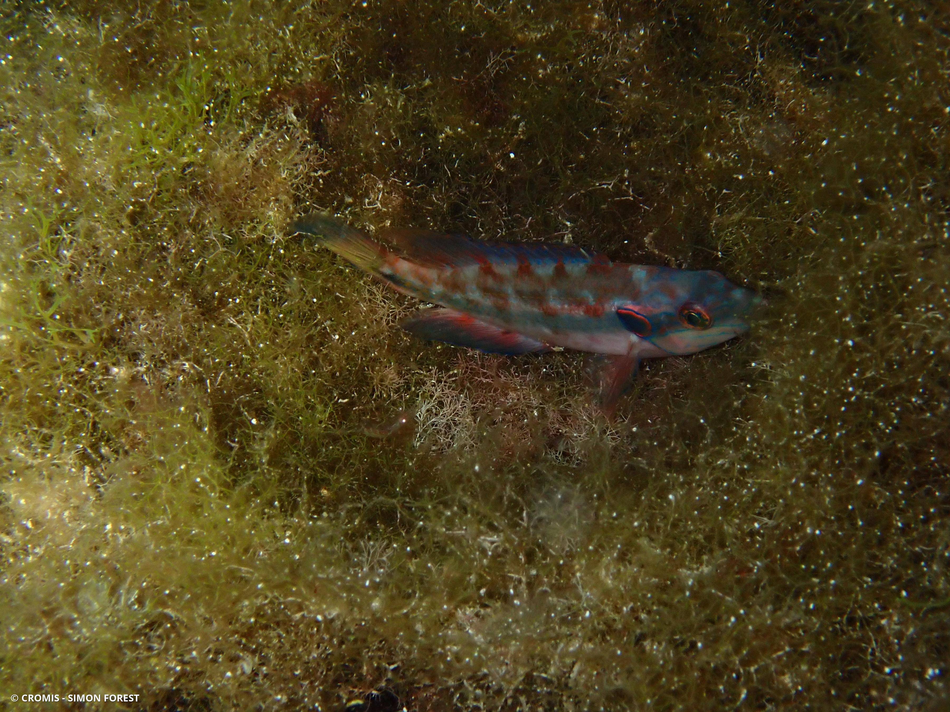 Crénilabre ocellé