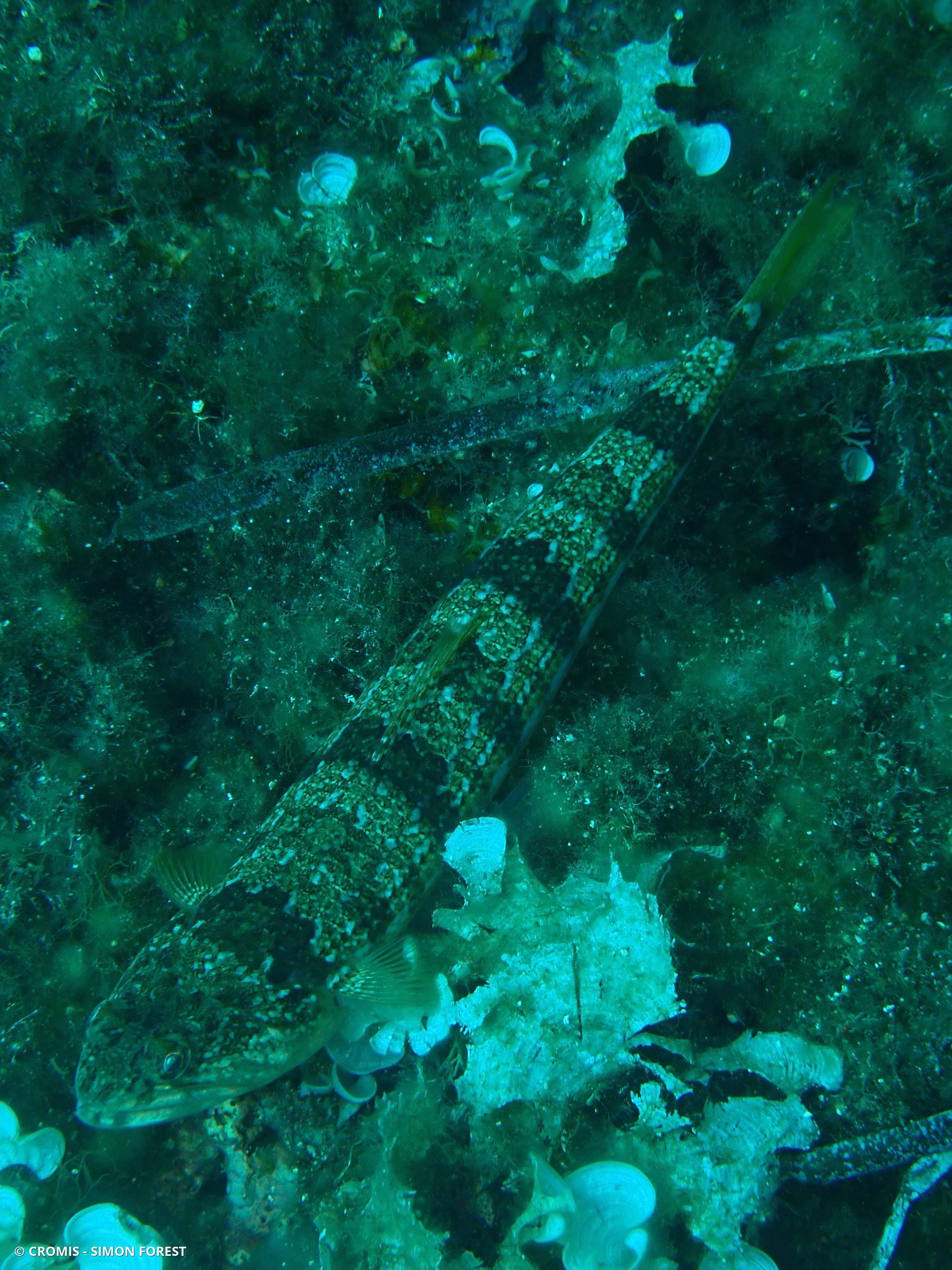 Poisson-lézard rayé