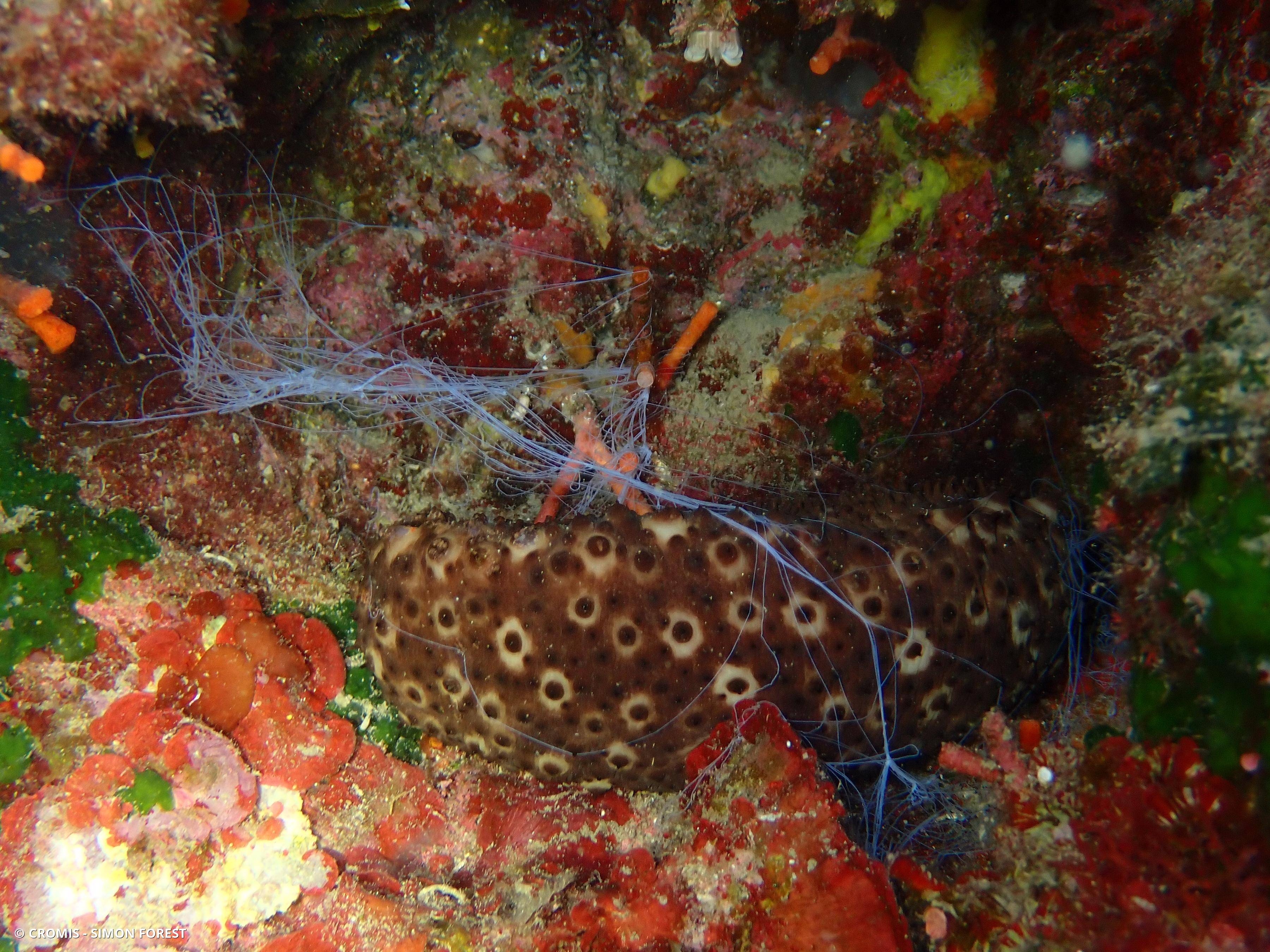Concombre cracheur marron