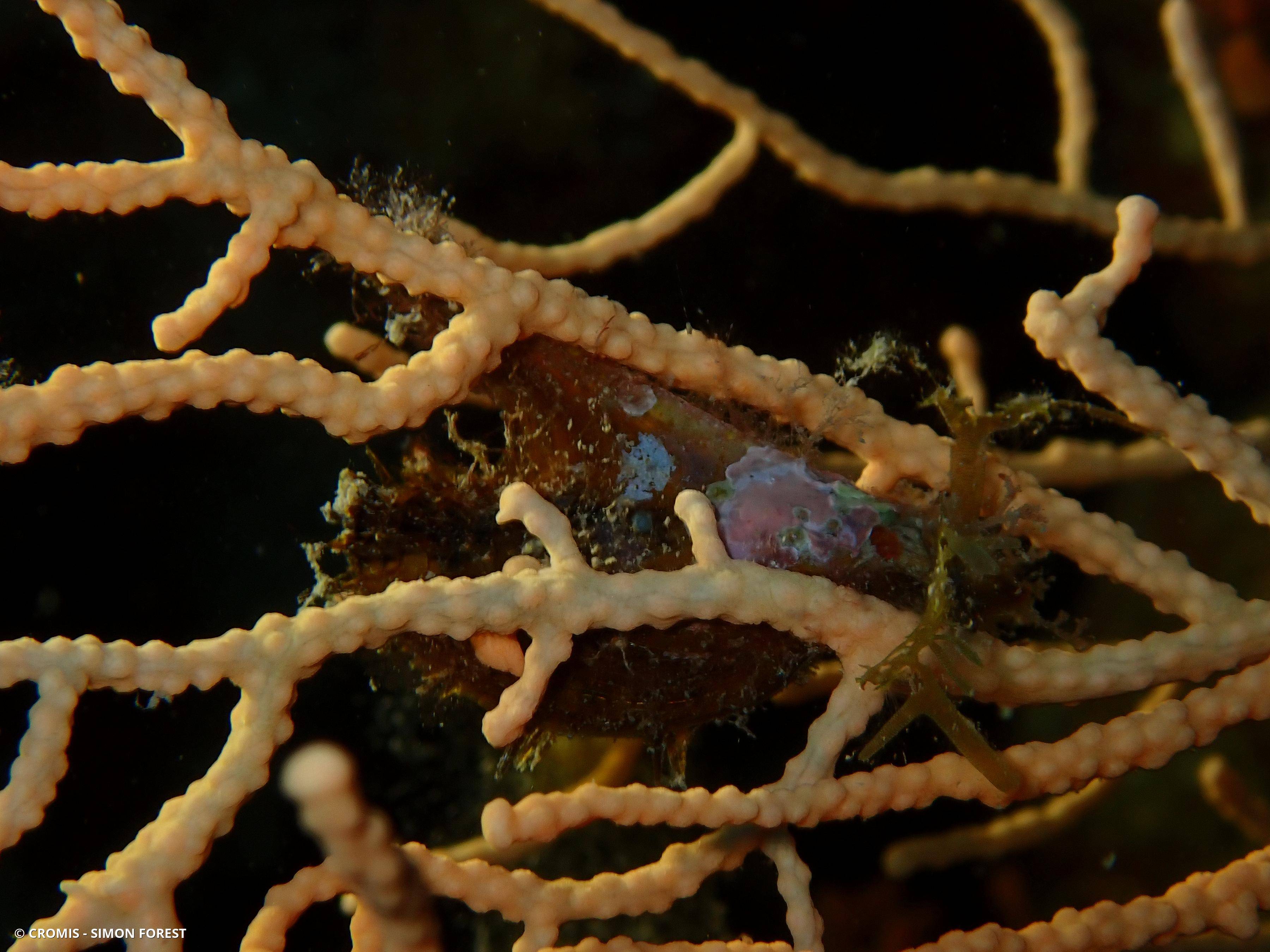 Avicule hirondelle