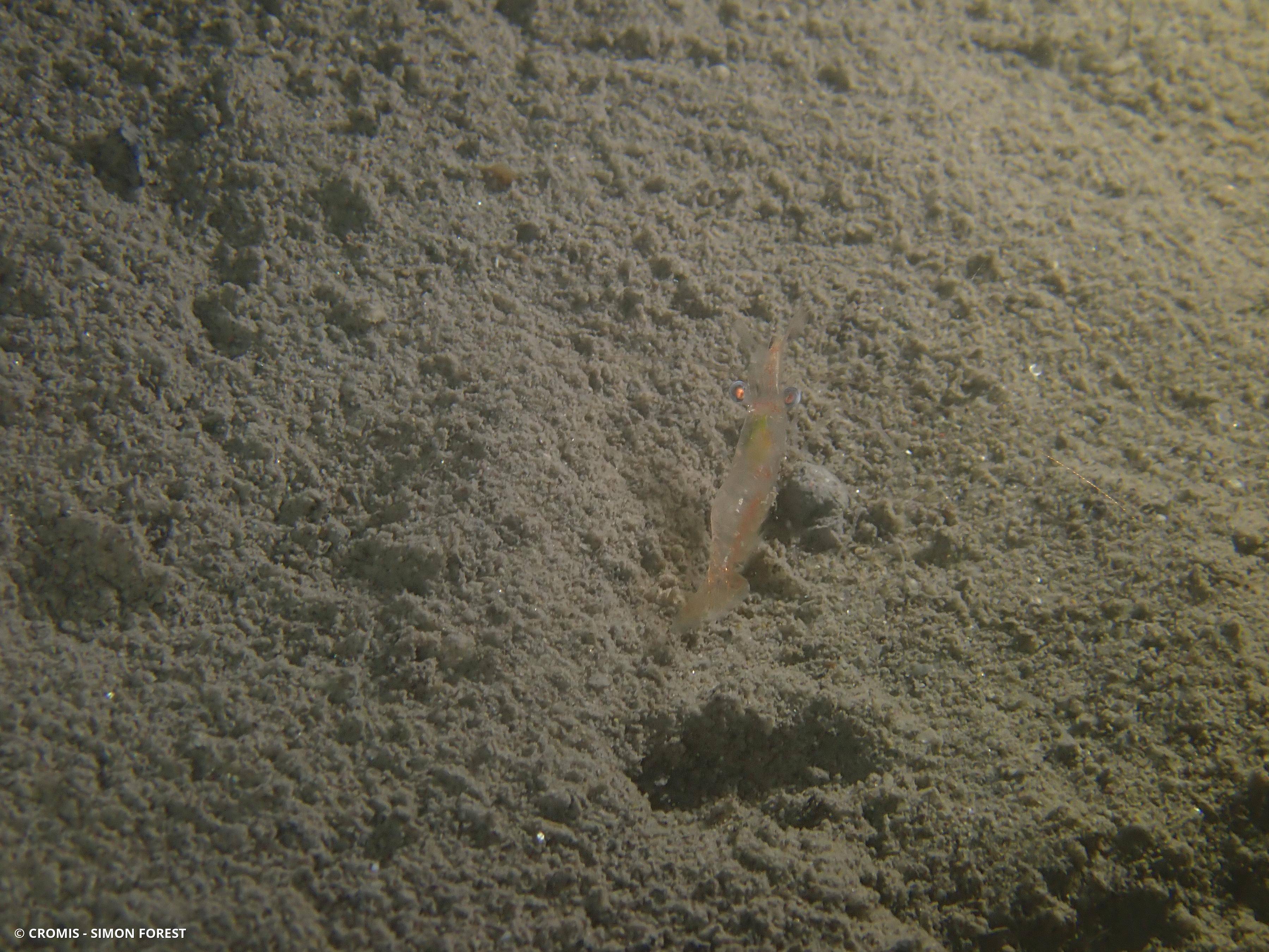Crevette autruche à gros yeux