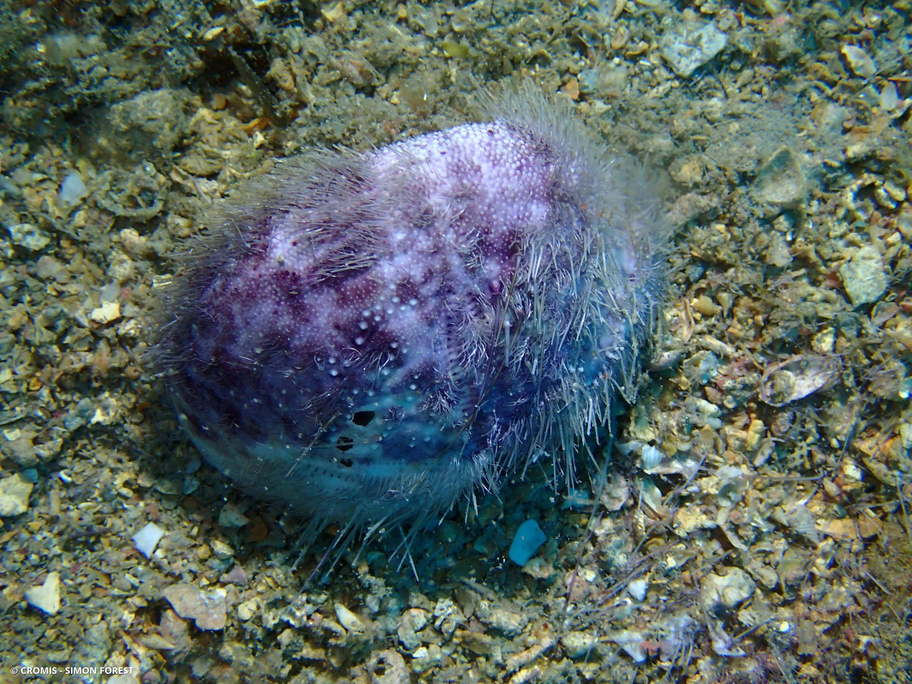 Spatangue pourpre