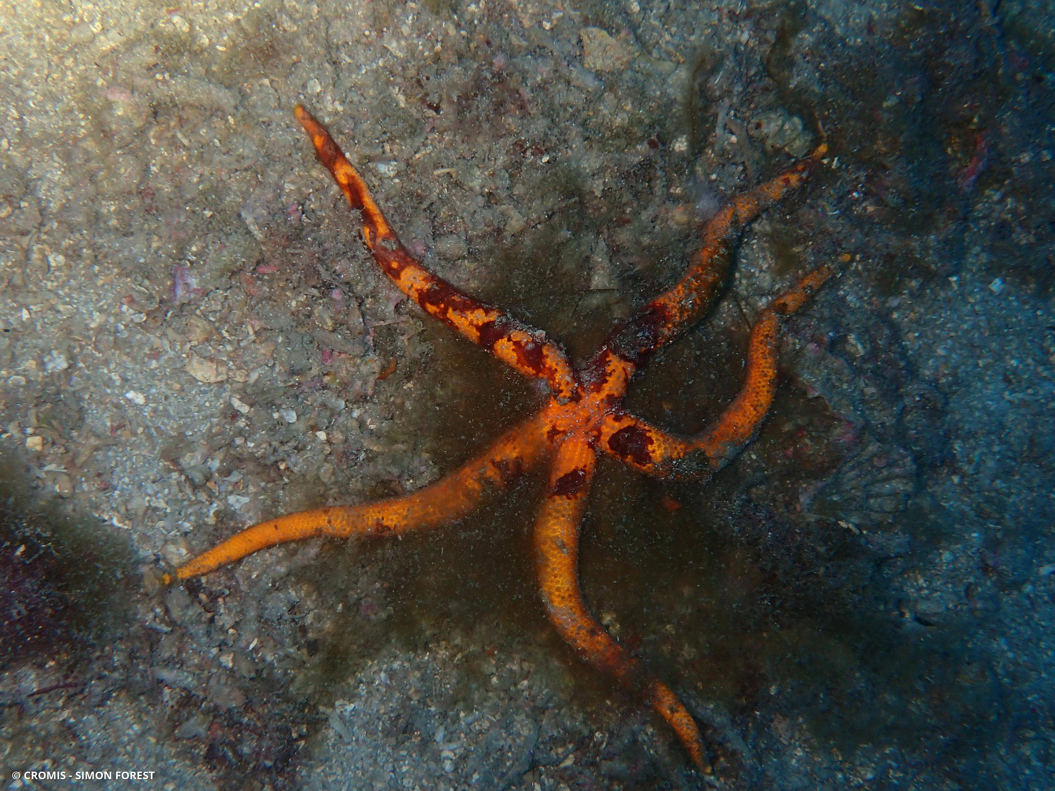 Etoile de mer aux longs bras