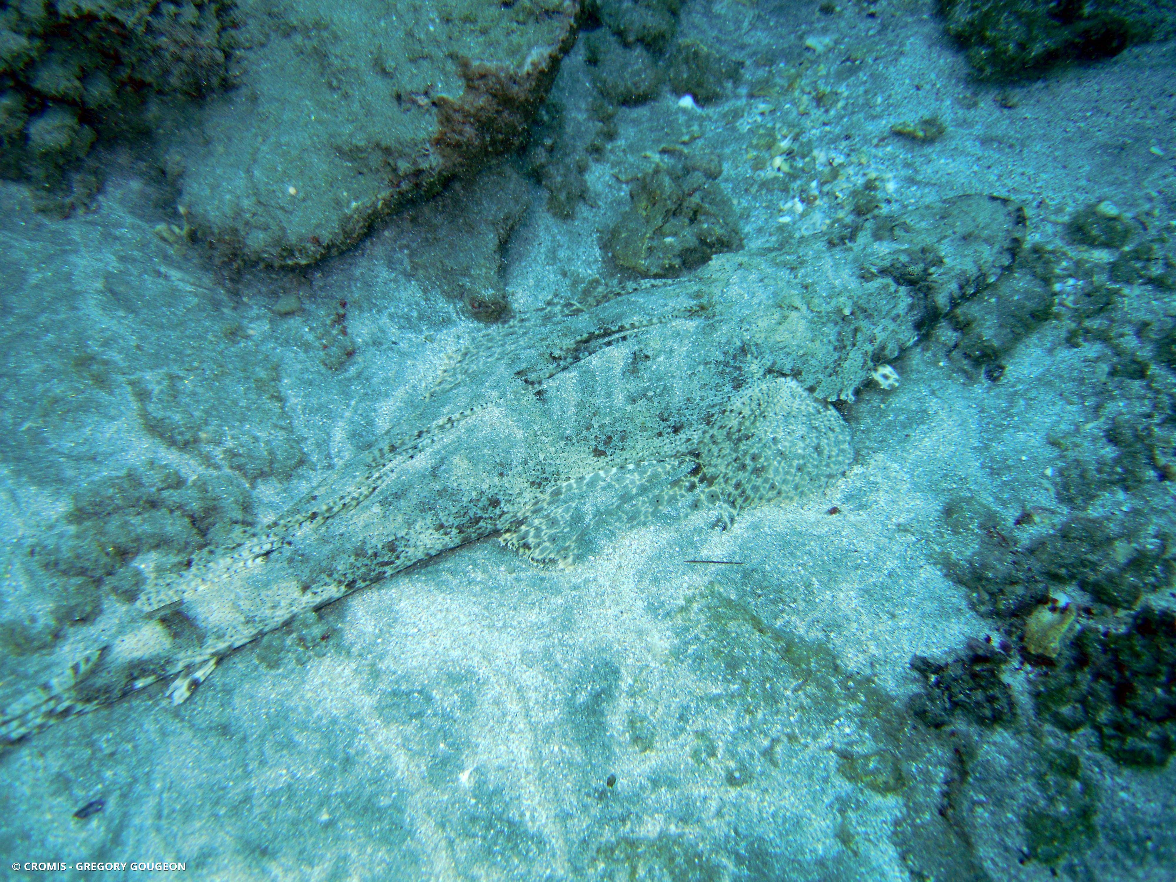 Poisson-crocodile tapis
