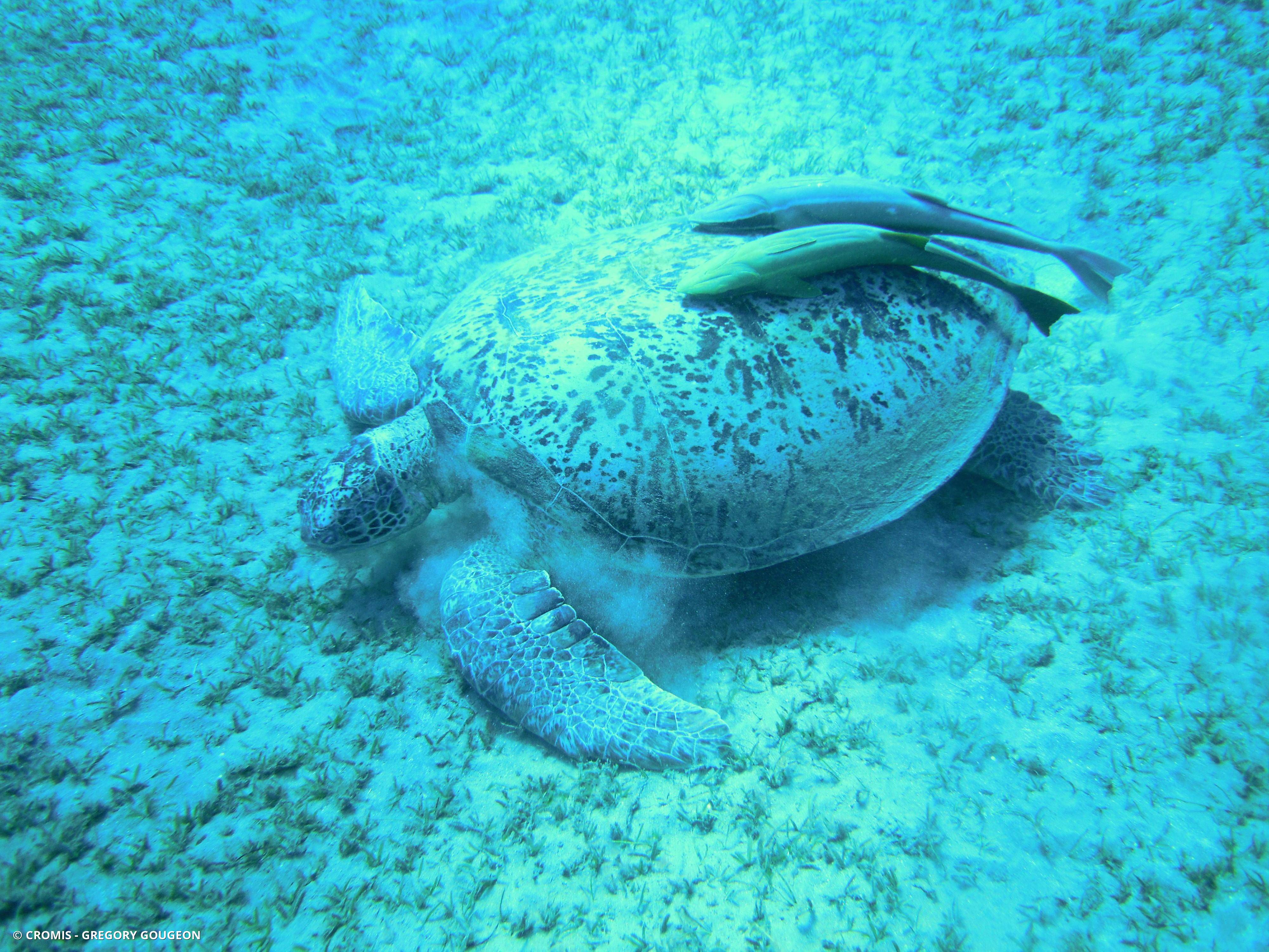 Tortue verte
