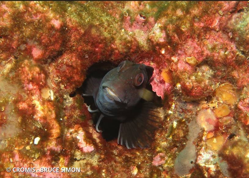 Blennie pilicorne