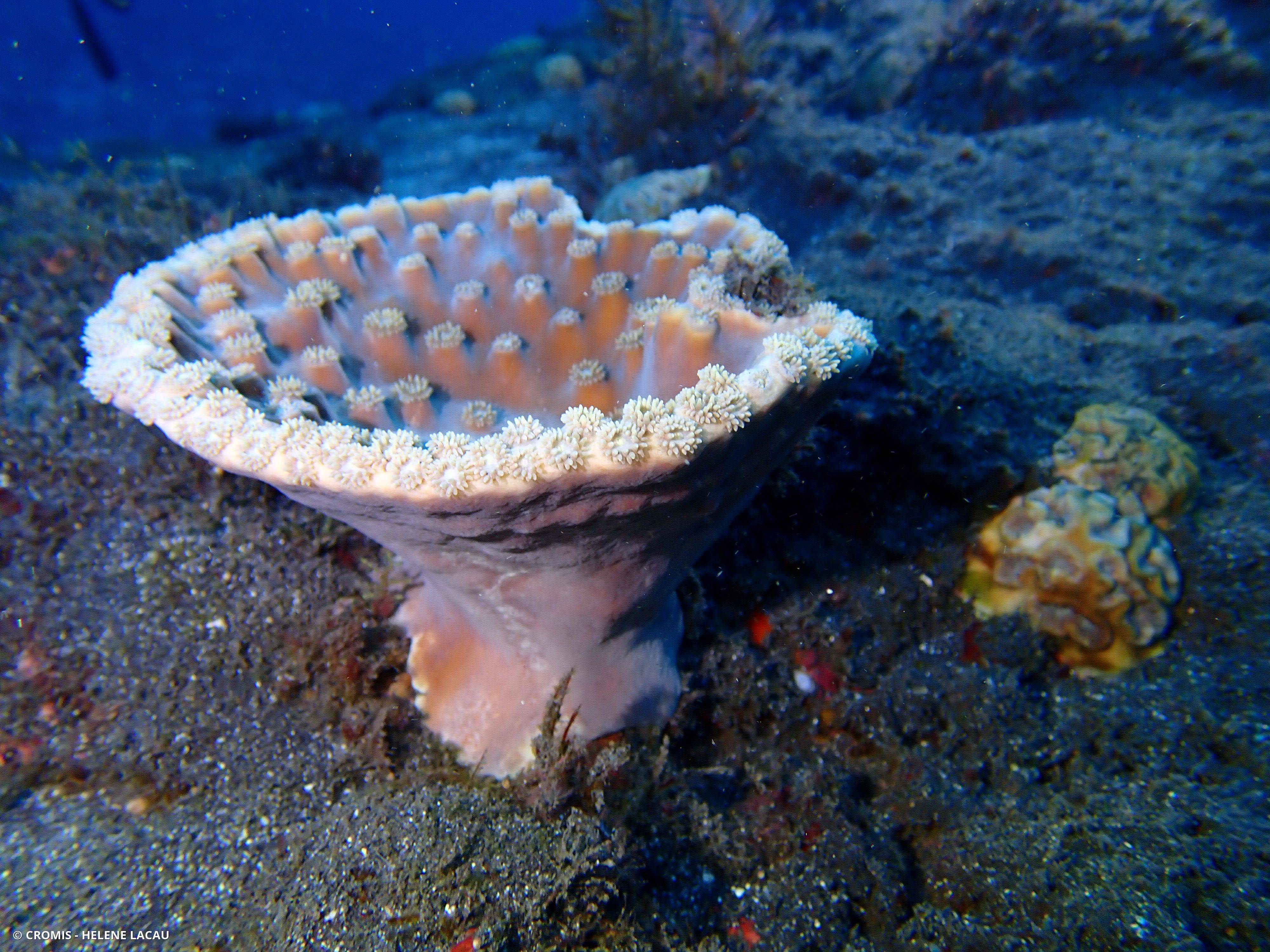 Corail coupe