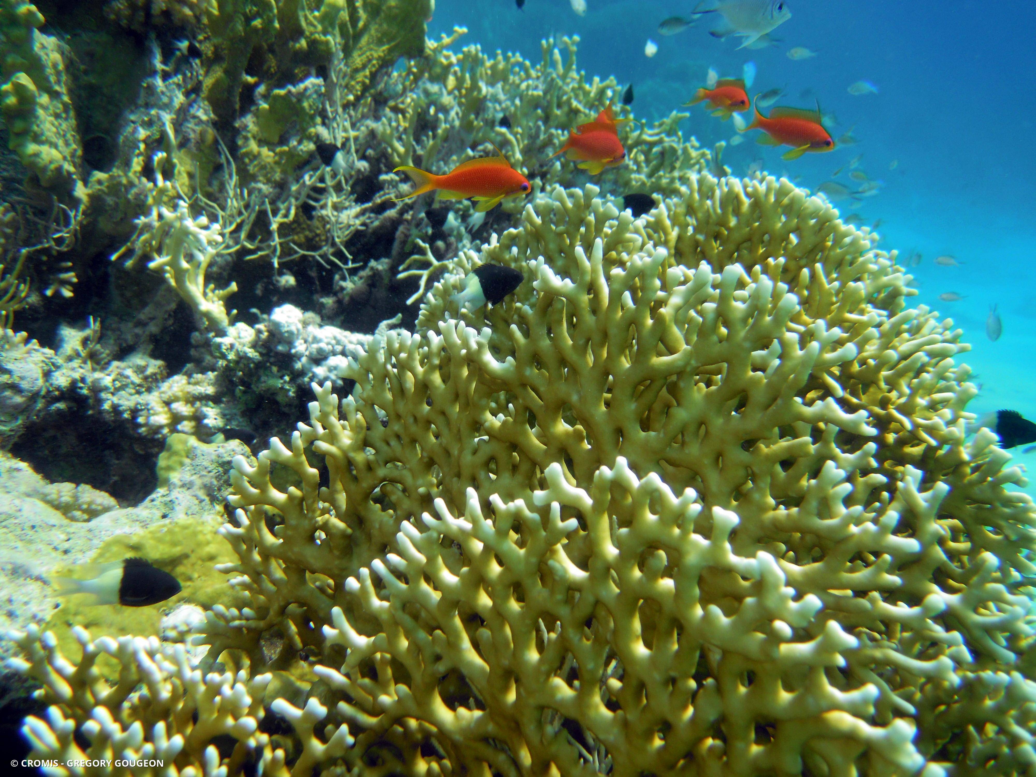 Corail de feu en plaques