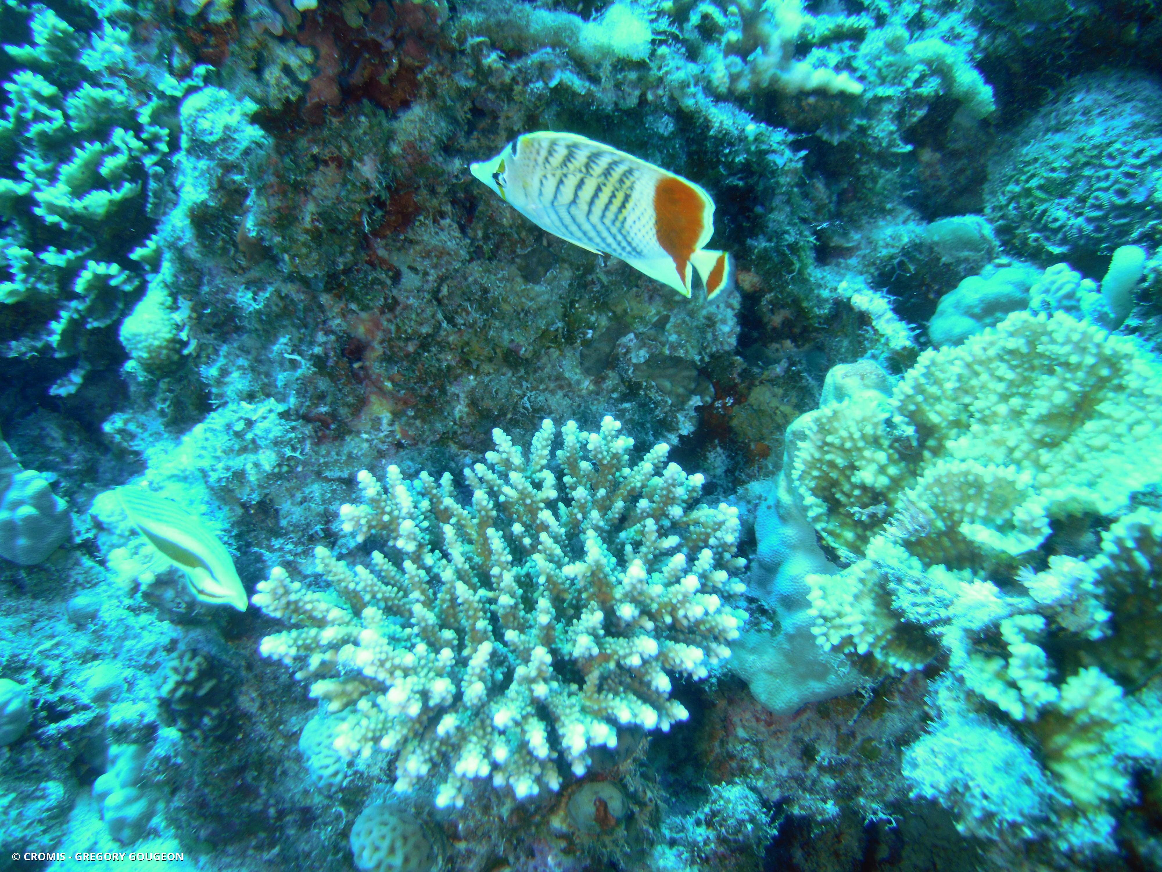 Poisson-papillon orange