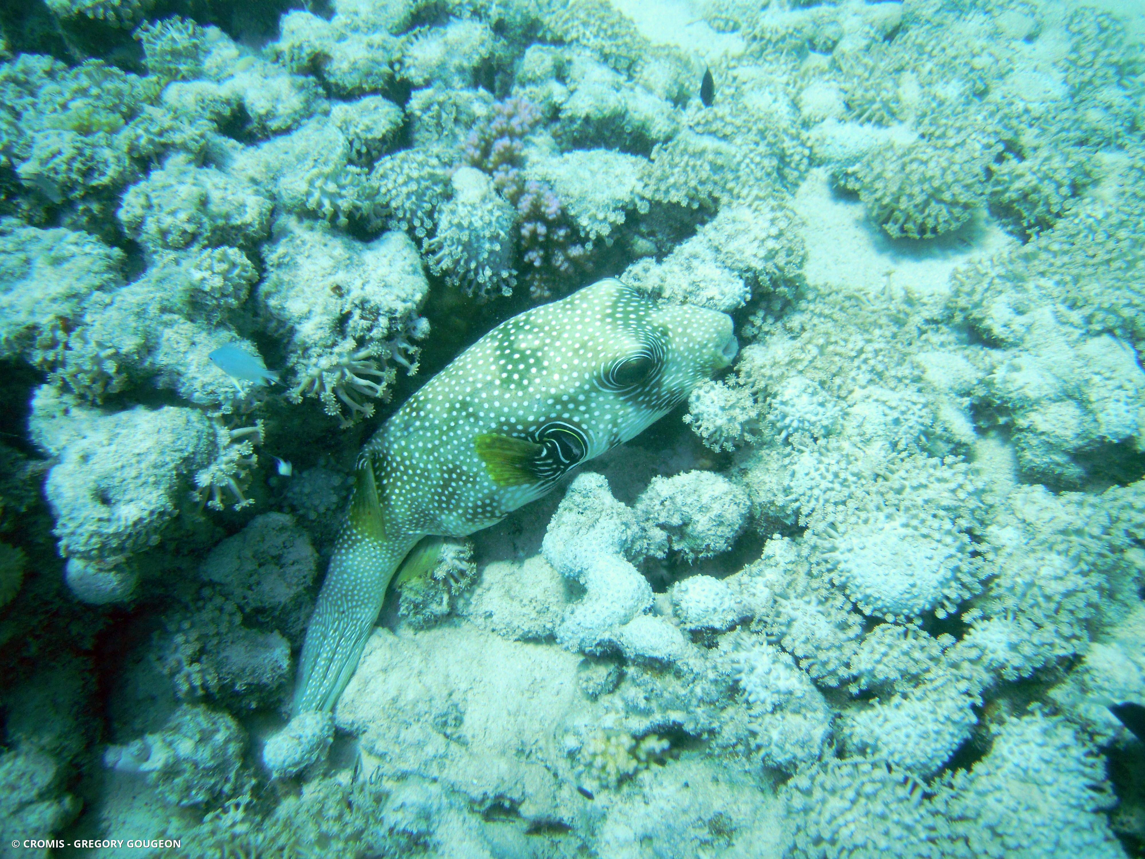 Poisson-ballon à taches blanches