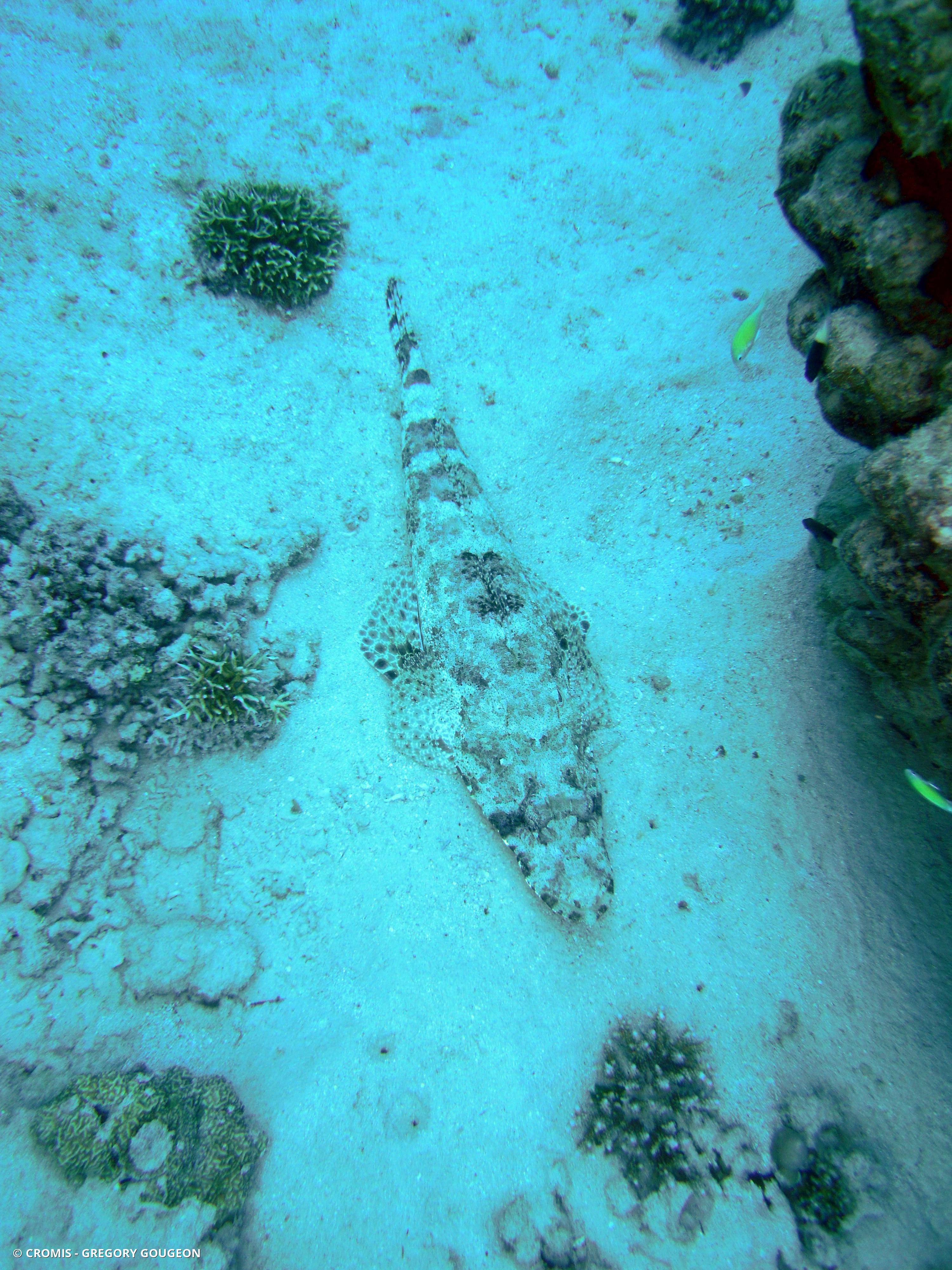 Poisson-crocodile tapis