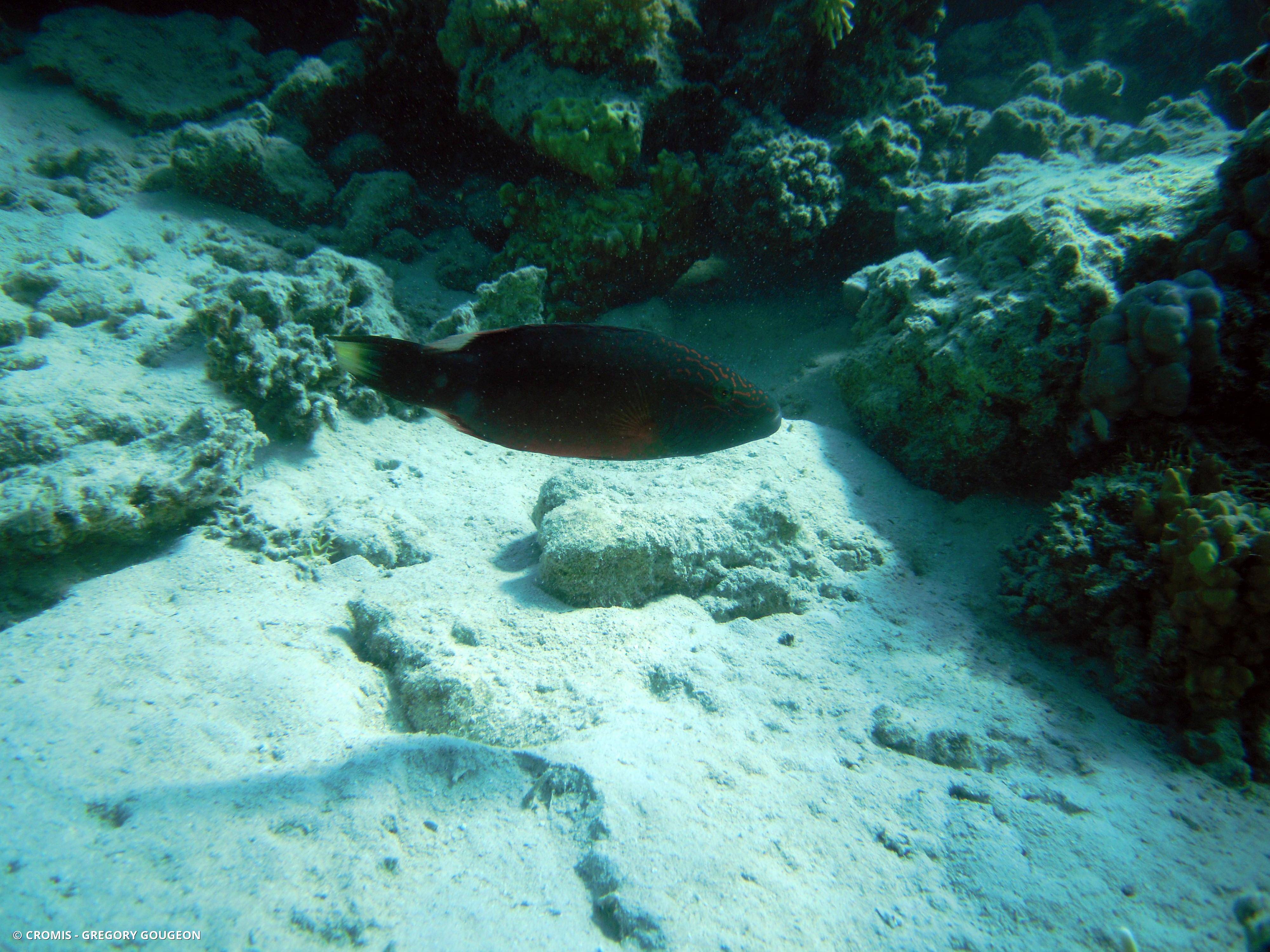 Vieille rayée de mer Rouge