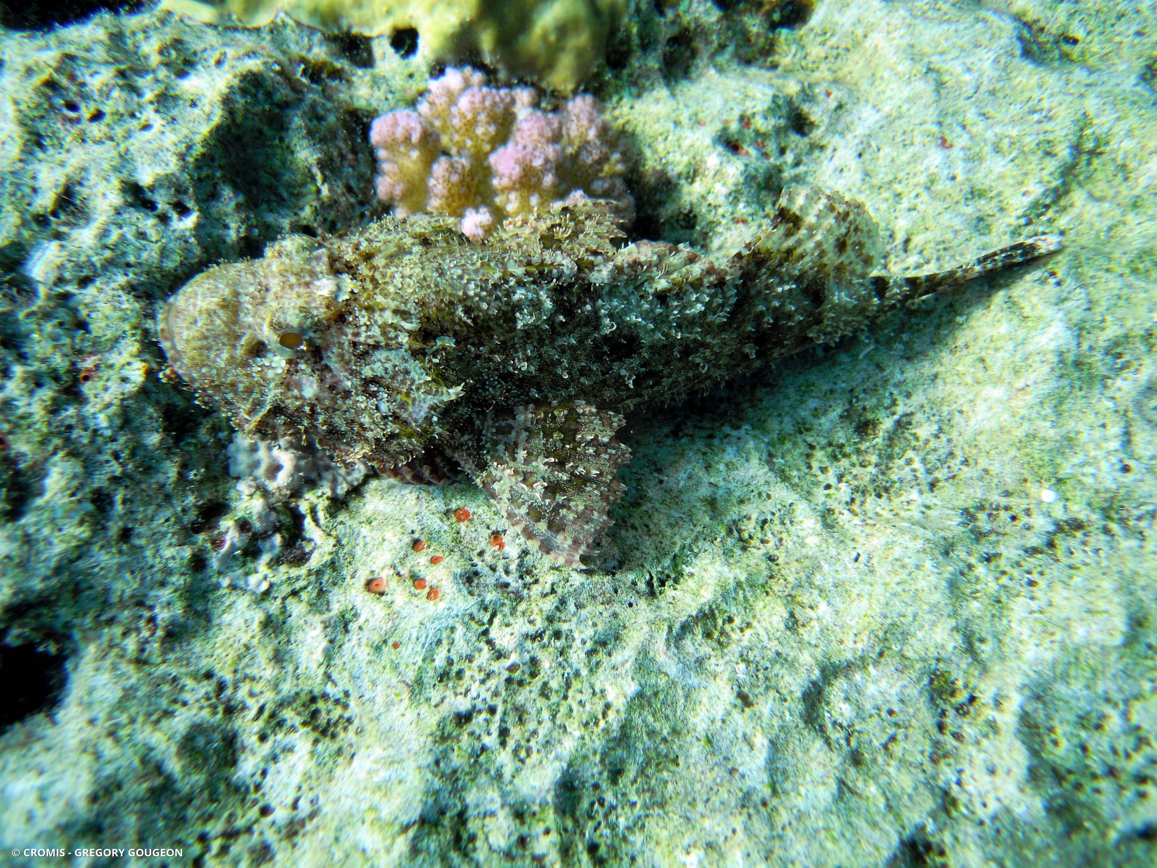 Poisson-scorpion à houppes