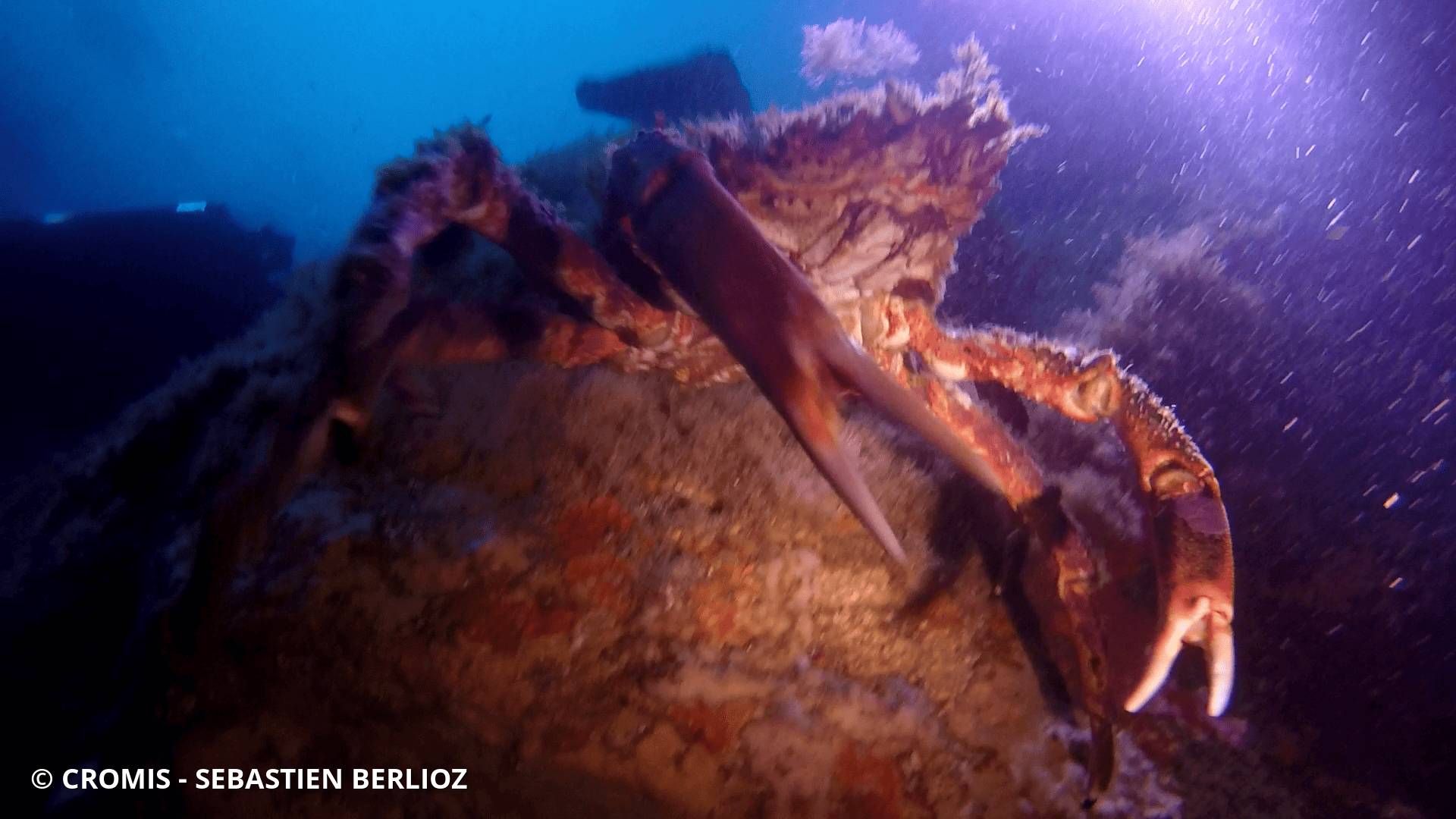 Araignée de mer Atlantique