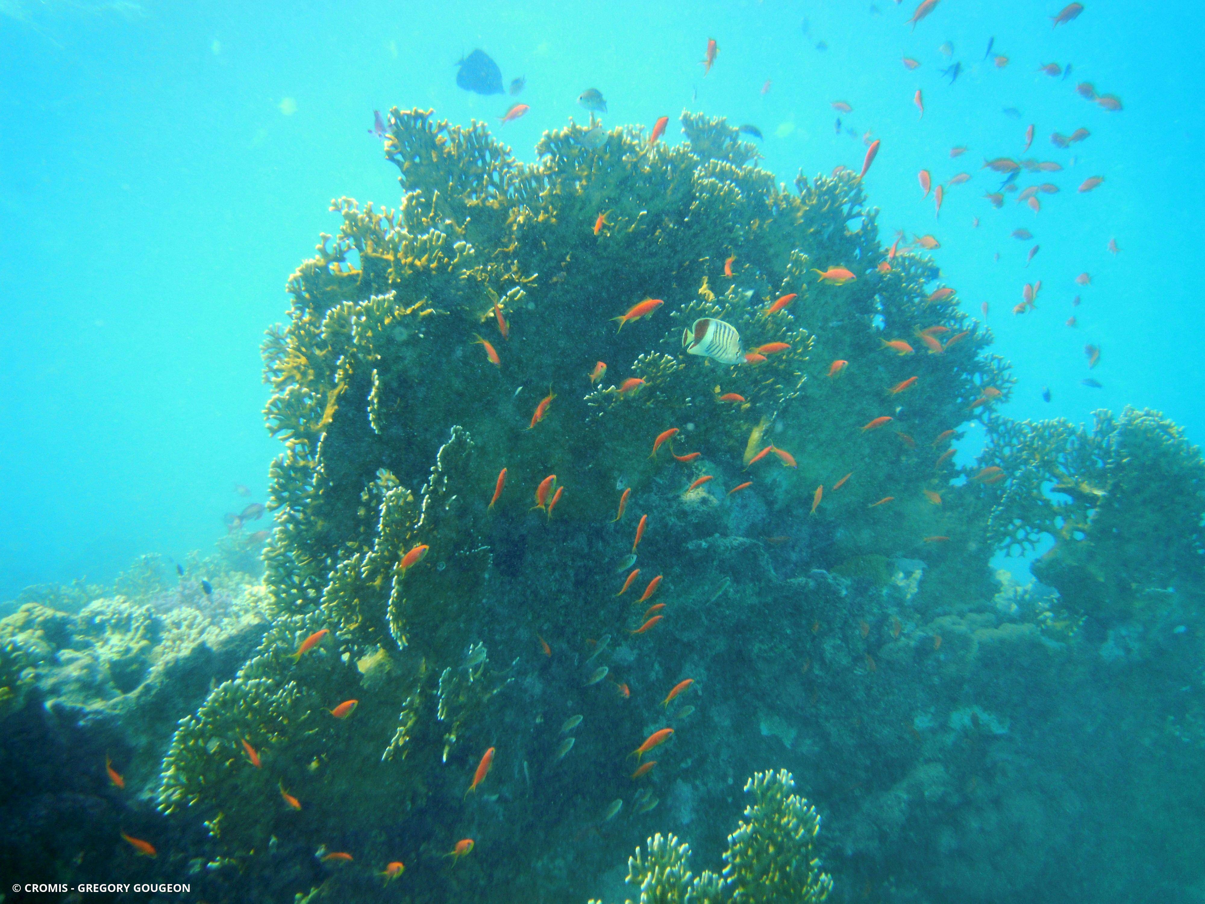 Poisson-papillon orange