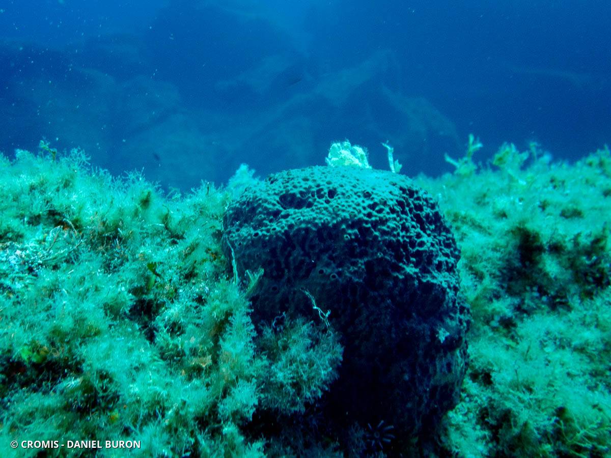 Ircinie variable