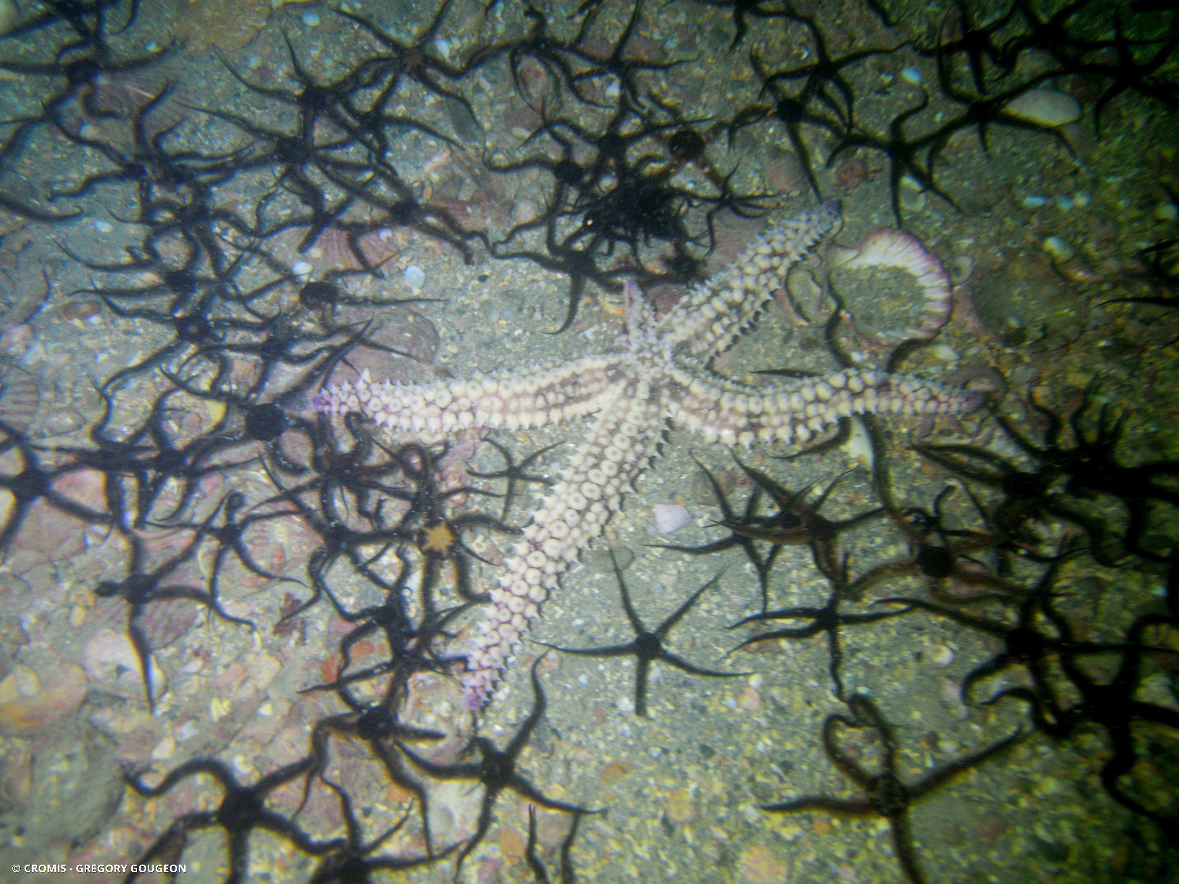 Etoile de mer glaciaire