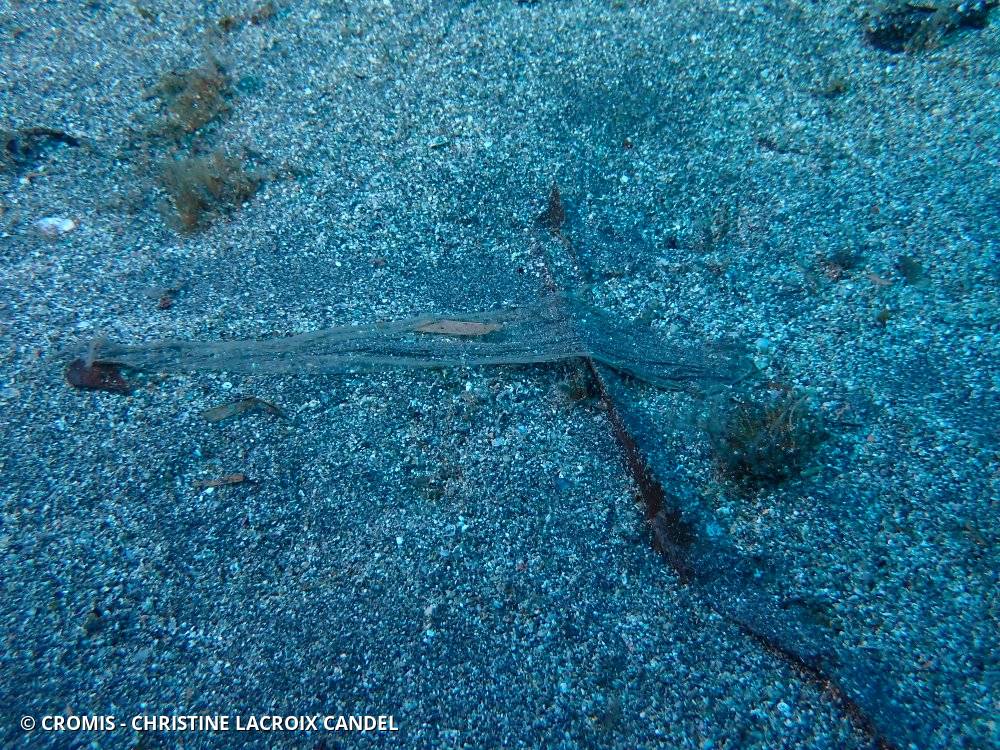 Holothurie tubuleuse