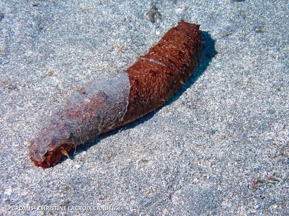 Holothurie tubuleuse