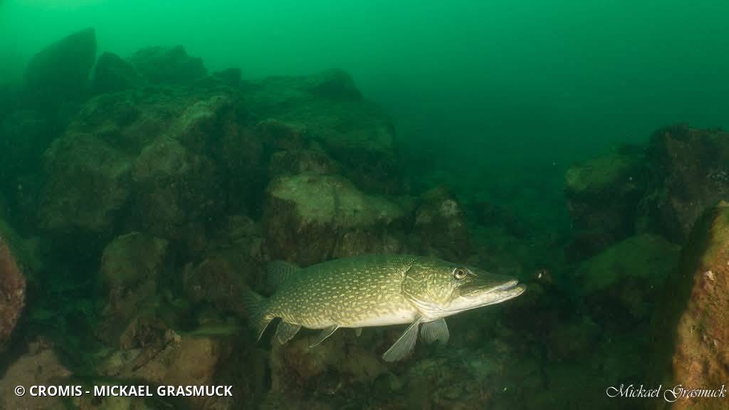 Brochet