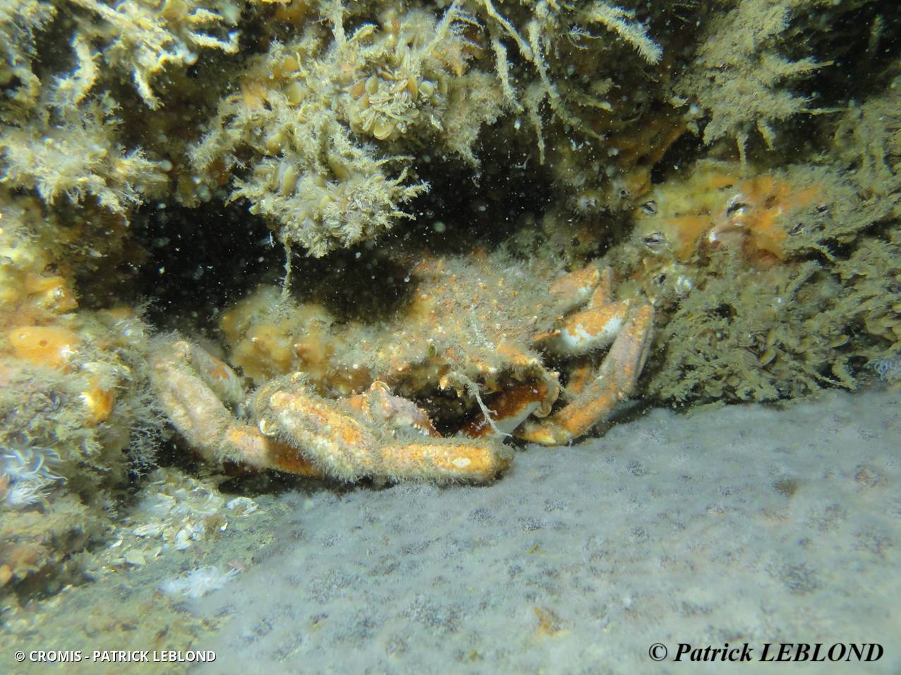 Araignée de mer Atlantique
