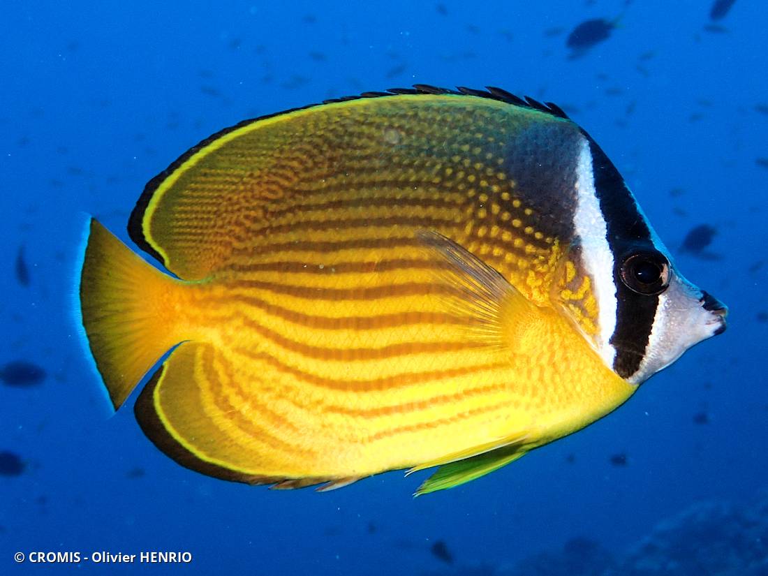 Poisson‑papillon à tête jaune