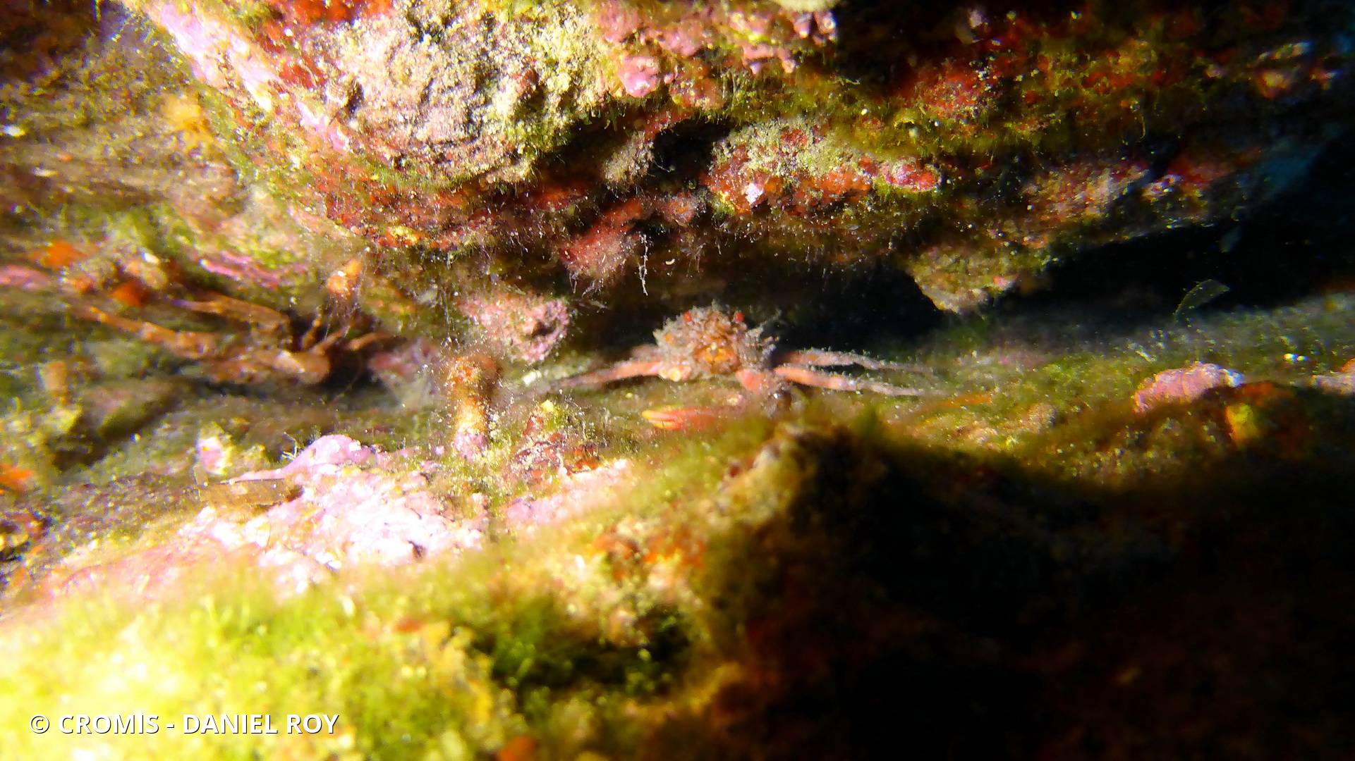Araignée de mer ridée