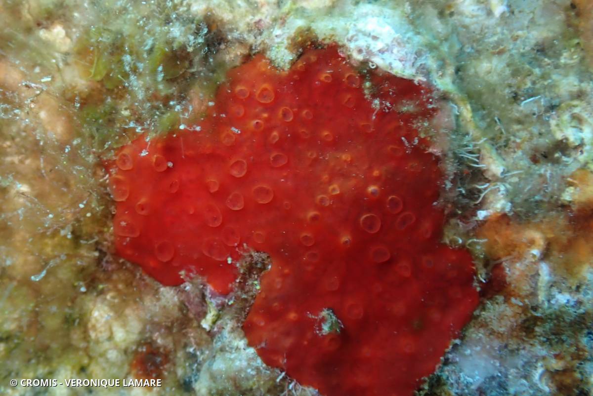 Eponge rouge à cratères