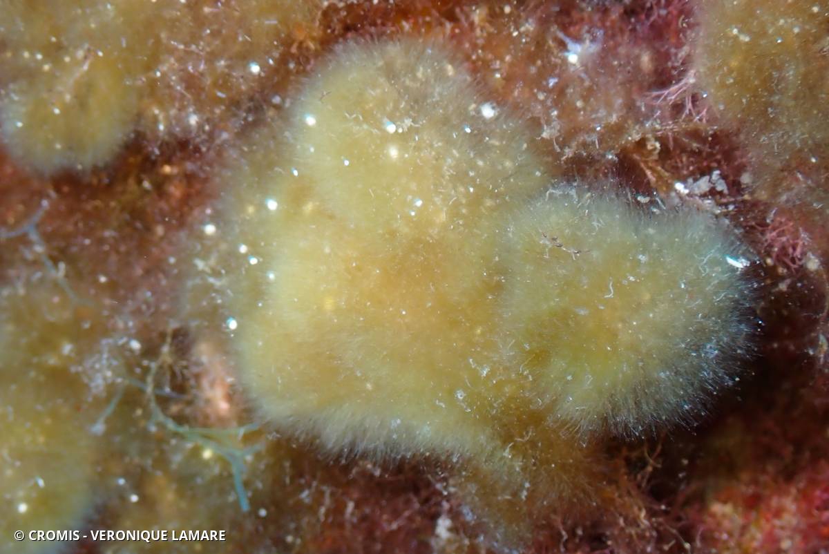 Discosporangium mesarthrocarpum