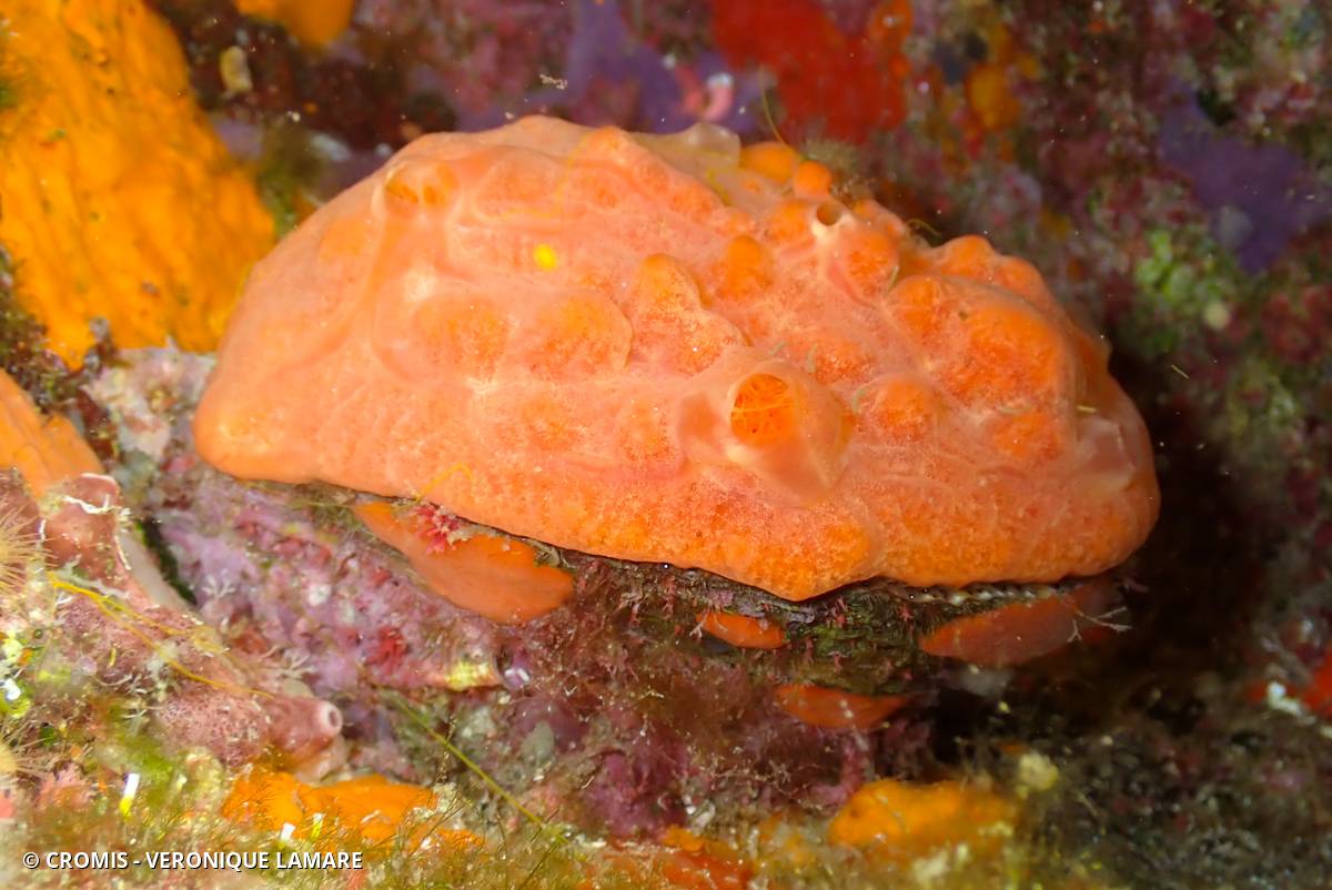 Spondyle pied-d'âne