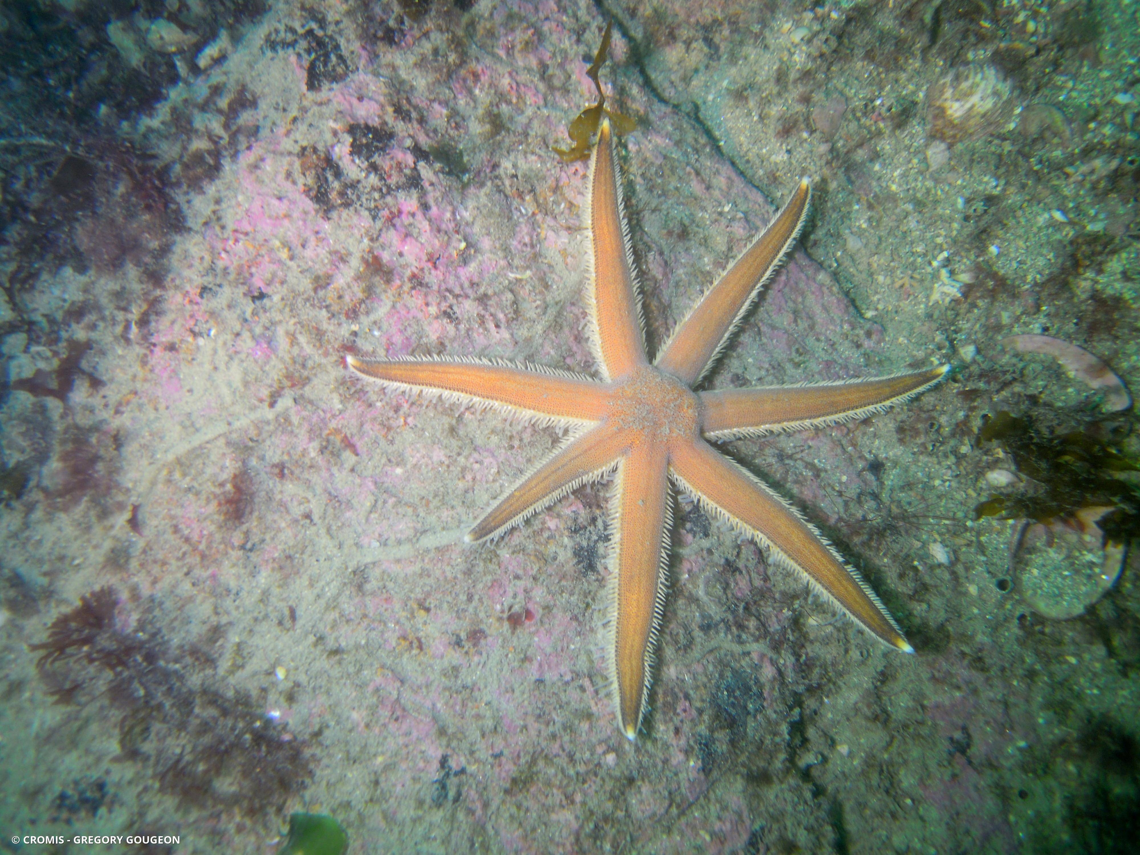 Etoile à sept bras