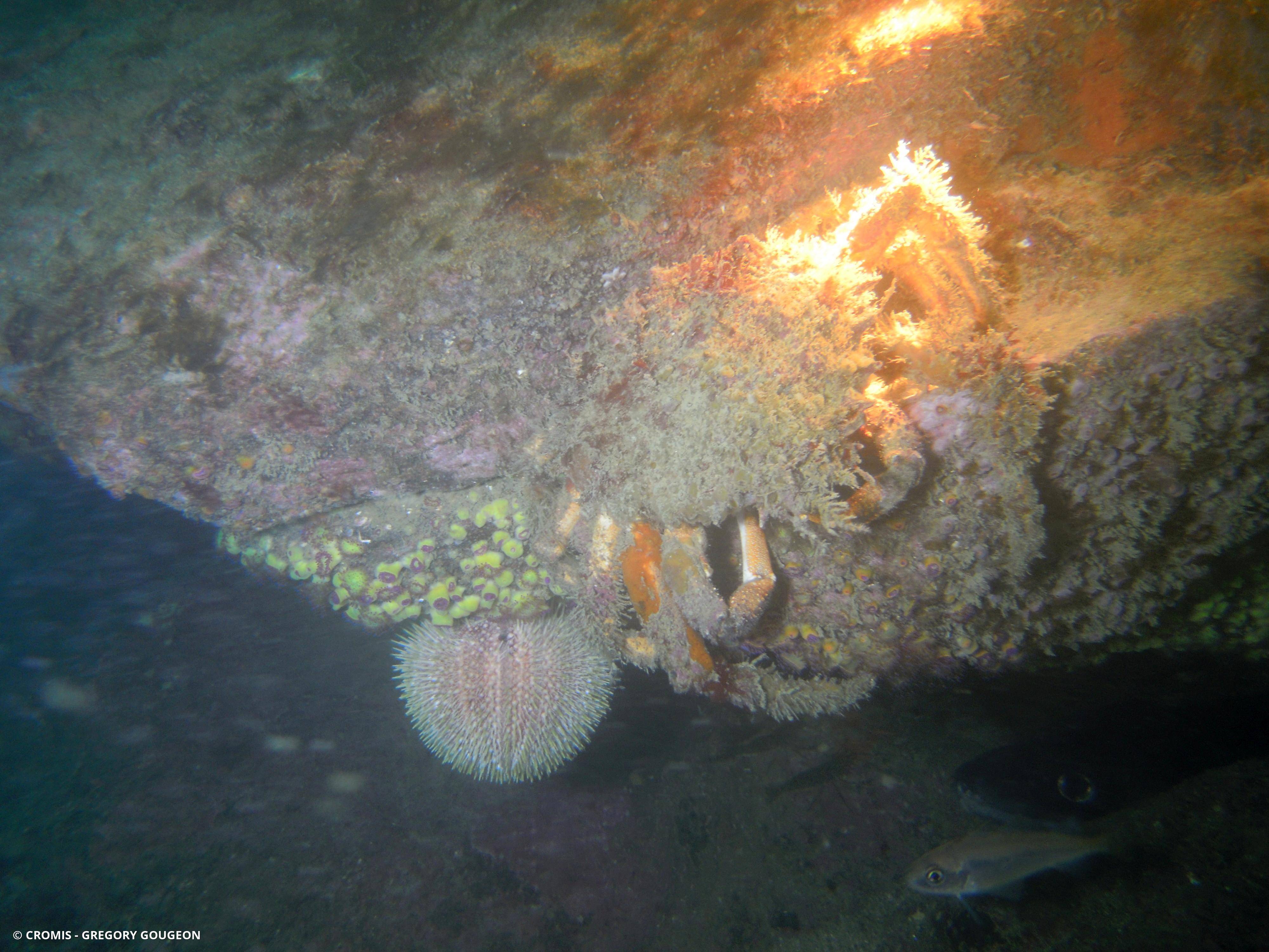 Araignée de mer Atlantique