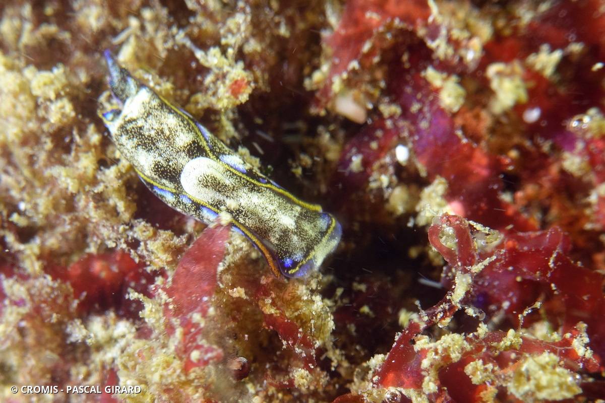 Aglaja africaine