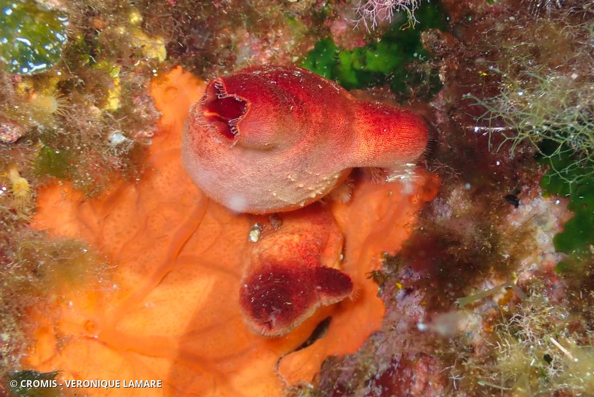 Éponge encroûtante orange