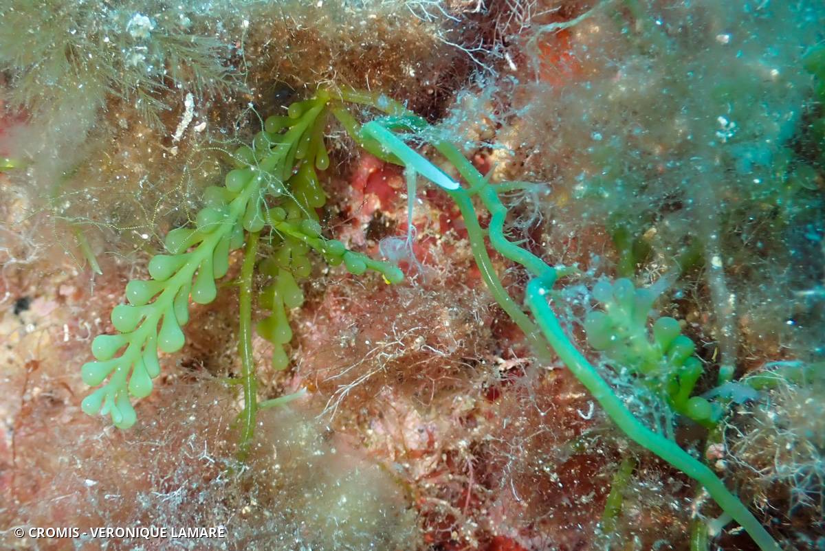 Caulerpe cylindracée