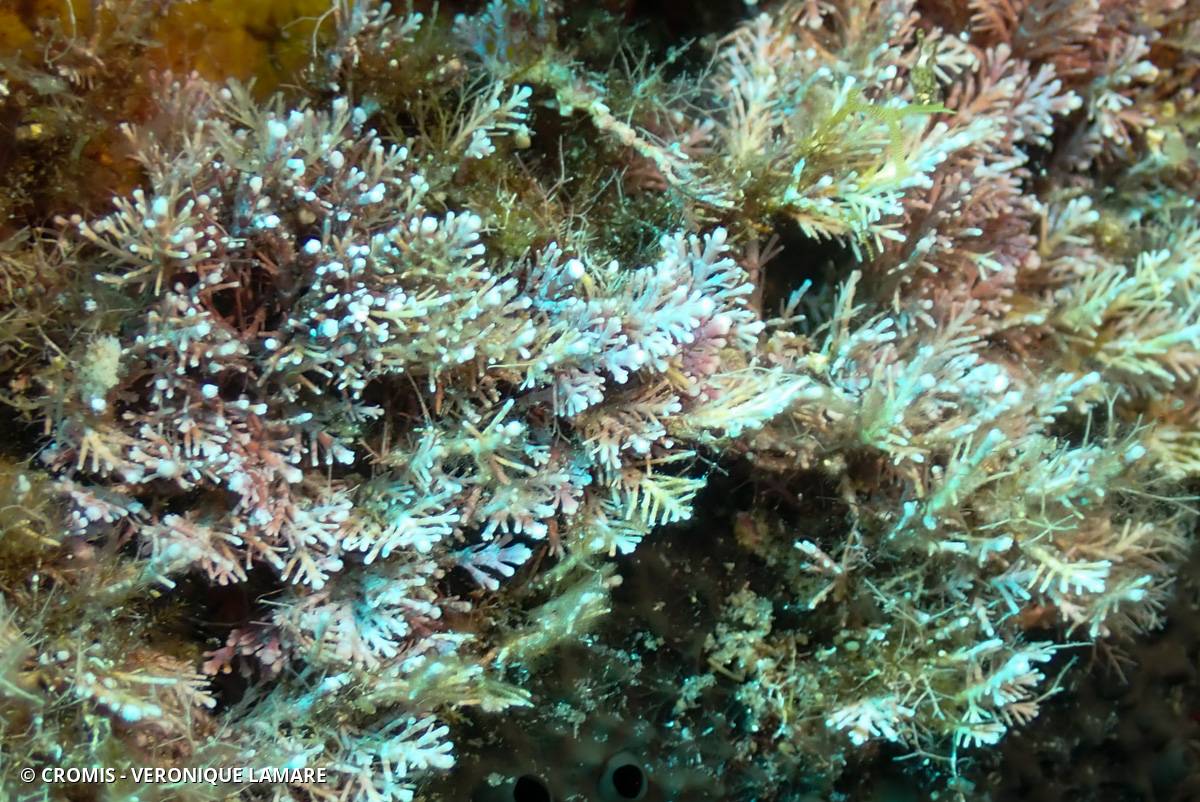 Coralline
