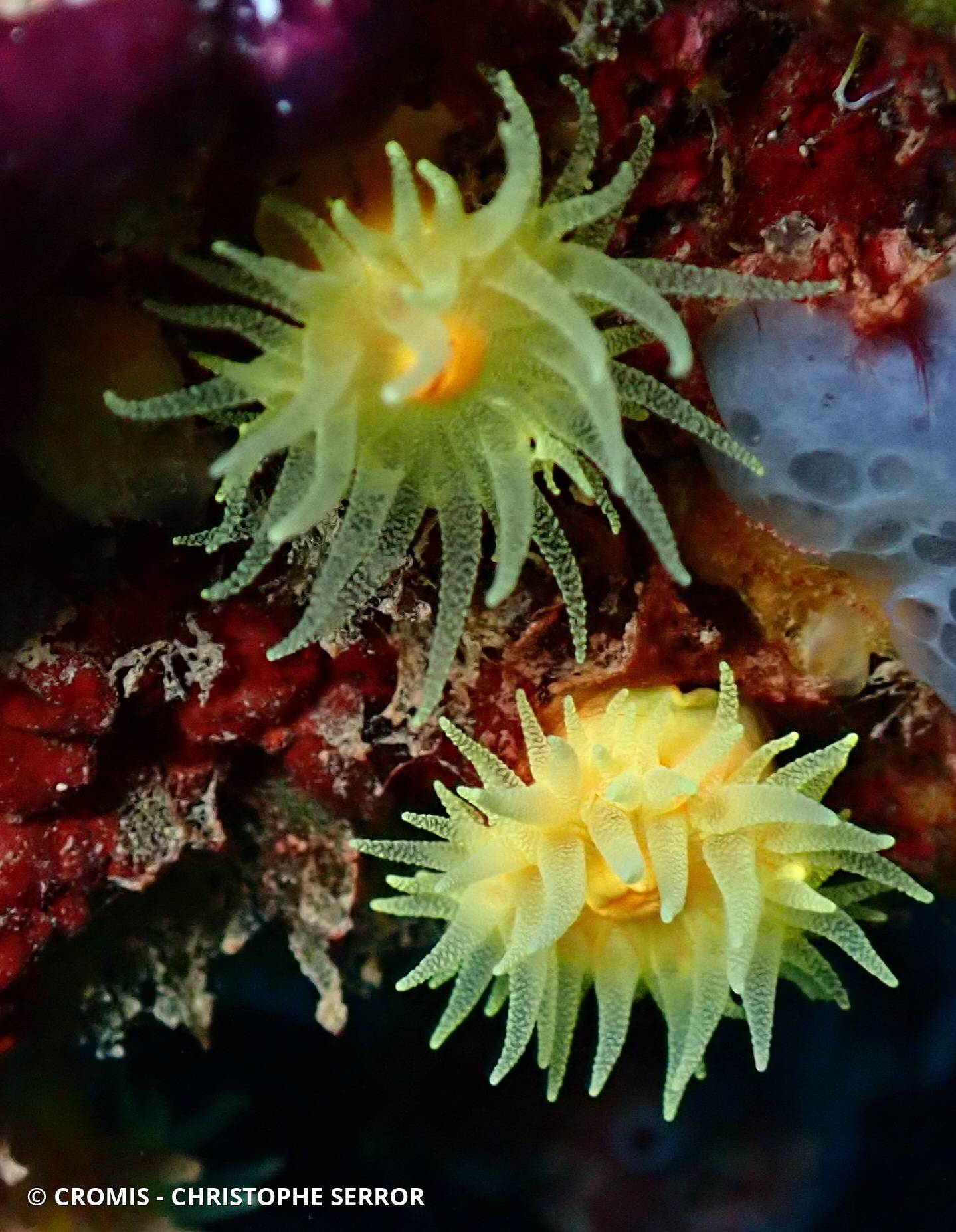 Corail jaune solitaire
