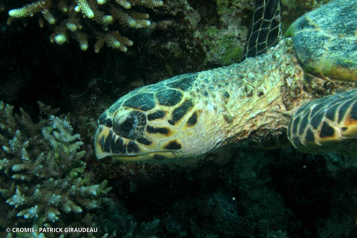 Tortue imbriquée