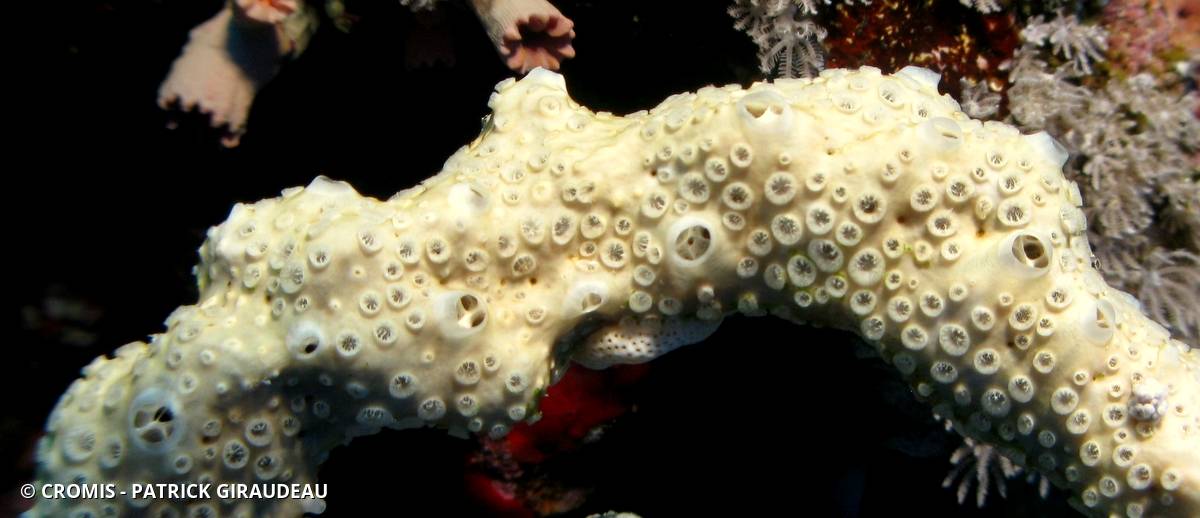 Crella (Grayella) cyatophora