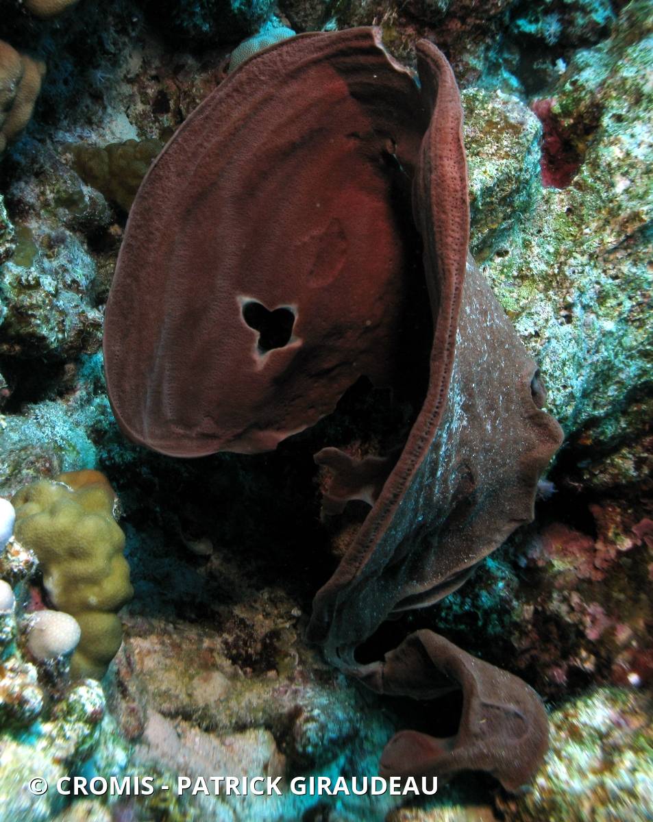 Eponge tubulaire de Mer Rouge