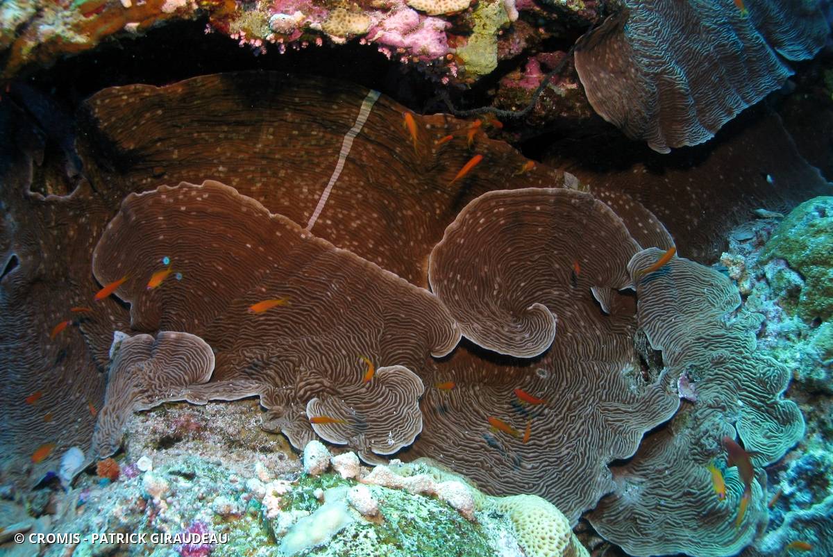 Pachyséris lamellaire